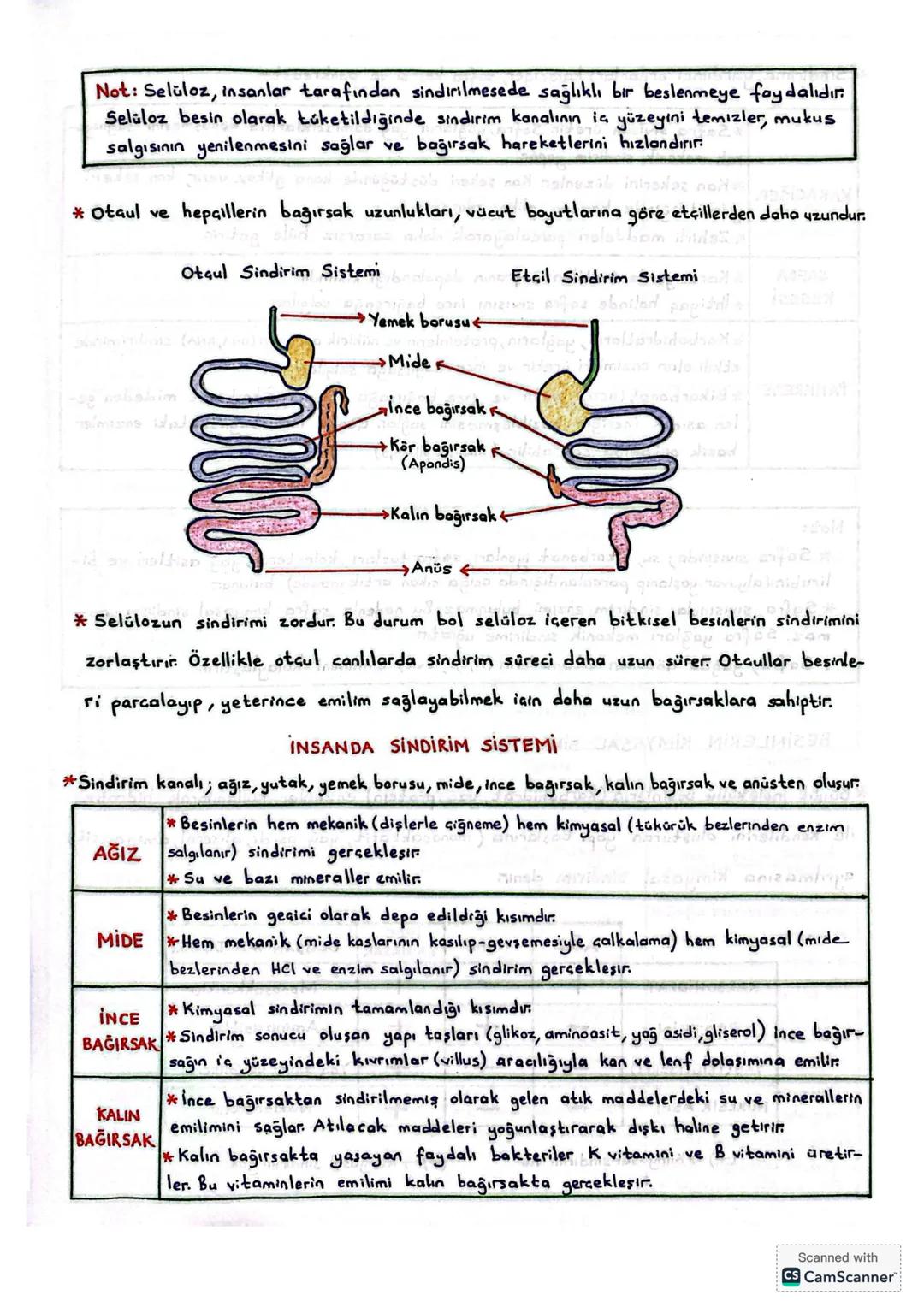 SİNDİRİM
* Canlıların enerji ihtiyaçlarını karşılamak için besin alıp kullanmasına beslenme denir
a) Ototrof beslenme
*İhtiyaç duyduğu organ