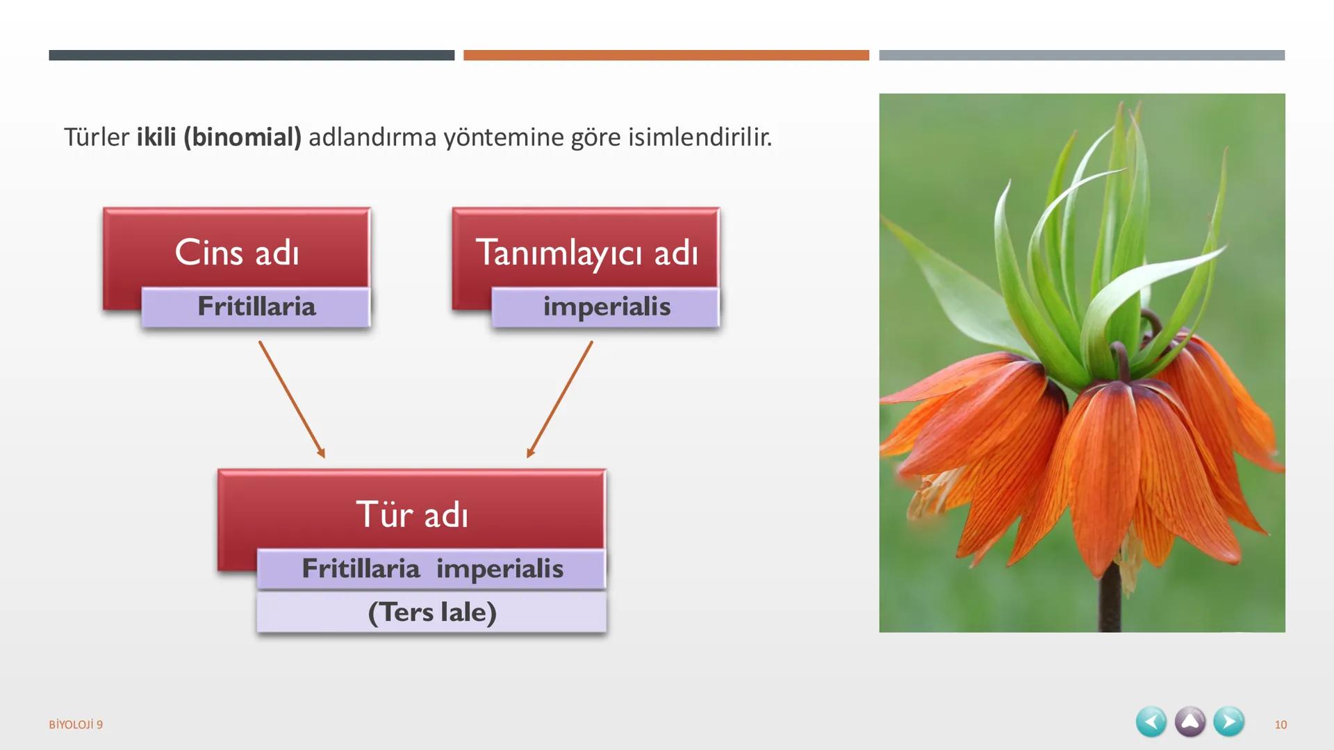 YAŞAM
1. TEMA
BİYOLOJİ 9
1 1. TEMA YAŞAM
1.1. BİYOLOJİNİN ÖNEMİ VE BİYOLOJİDEKİ DÖNÜM NOKTALARININ İNSAN HAYATINA KATKILARI
1.2. BİLİM,