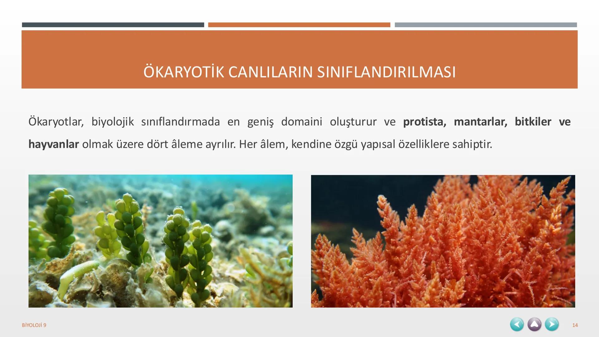 YAŞAM
1. TEMA
BİYOLOJİ 9
1 1. TEMA YAŞAM
1.1. BİYOLOJİNİN ÖNEMİ VE BİYOLOJİDEKİ DÖNÜM NOKTALARININ İNSAN HAYATINA KATKILARI
1.2. BİLİM,
