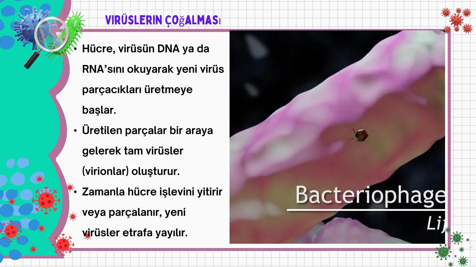 # VİRÜSLER # VIRÜSLER
+
* Latince "zehir" anlamına gelen virüslerin
canlı mı cansız mı olduğu tartışma
konusudur.
* Virüsler