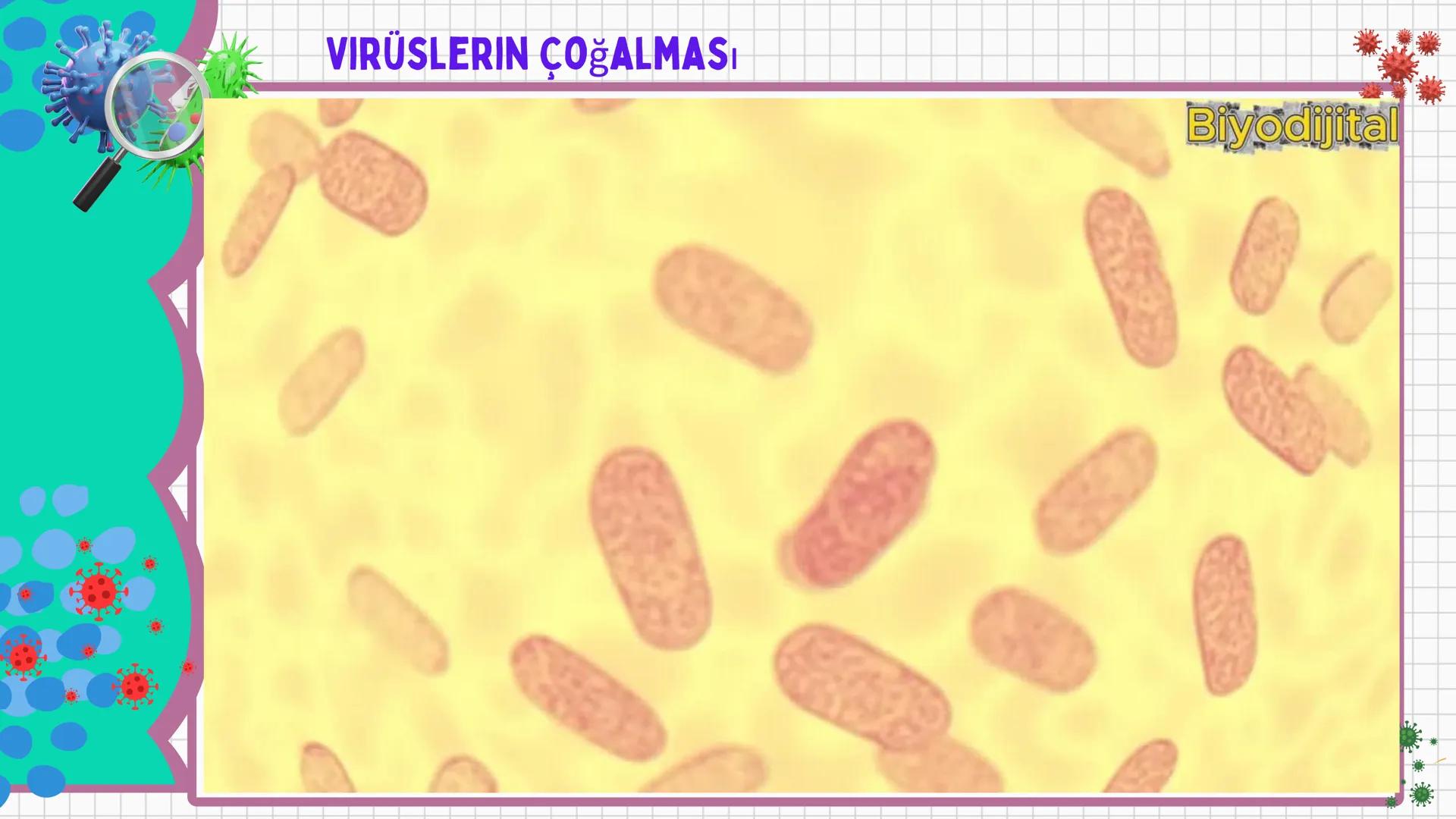 # VİRÜSLER # VIRÜSLER
+
* Latince "zehir" anlamına gelen virüslerin
canlı mı cansız mı olduğu tartışma
konusudur.
* Virüsler