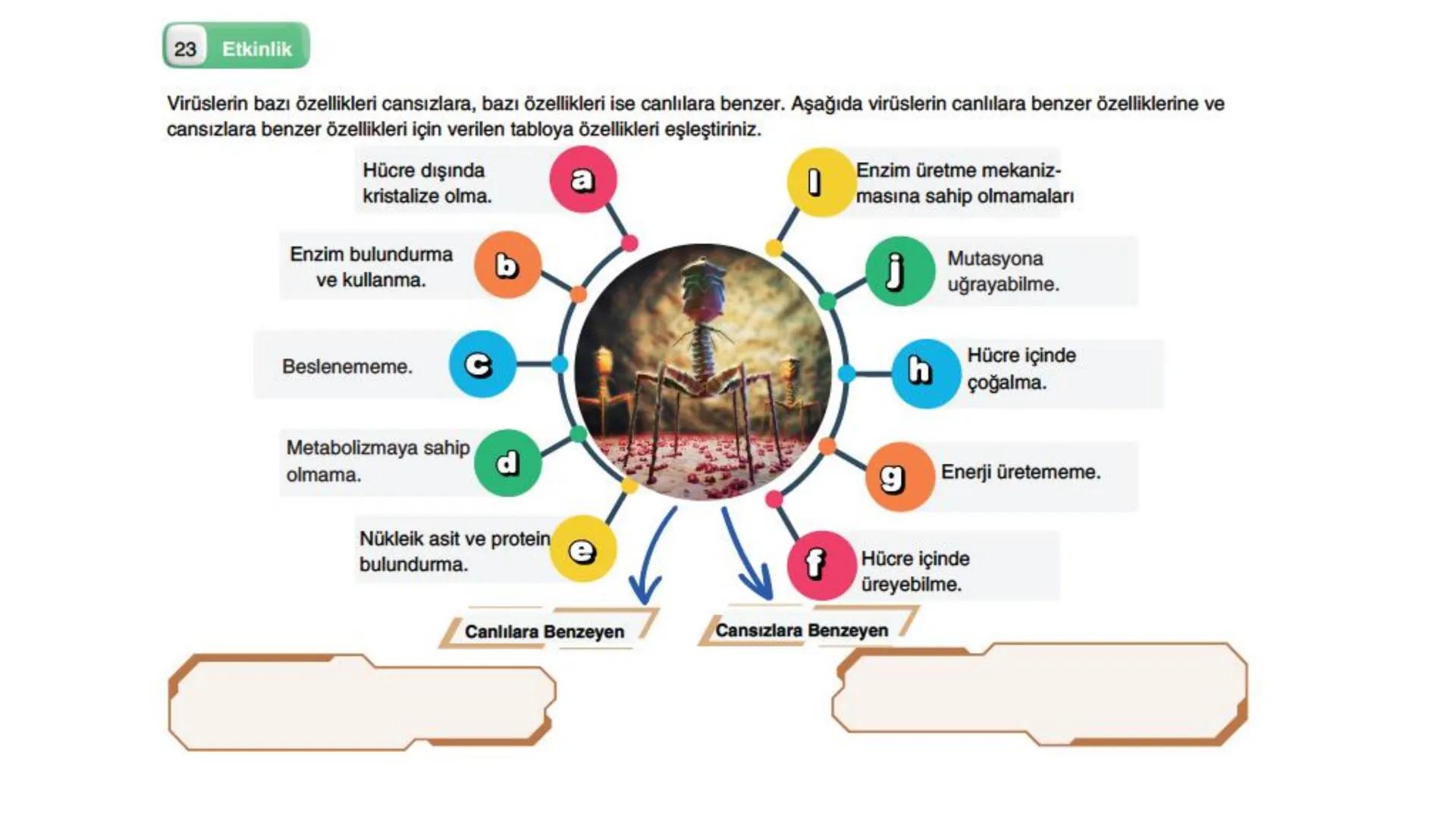 # VİRÜSLER # VIRÜSLER
+
* Latince "zehir" anlamına gelen virüslerin
canlı mı cansız mı olduğu tartışma
konusudur.
* Virüsler