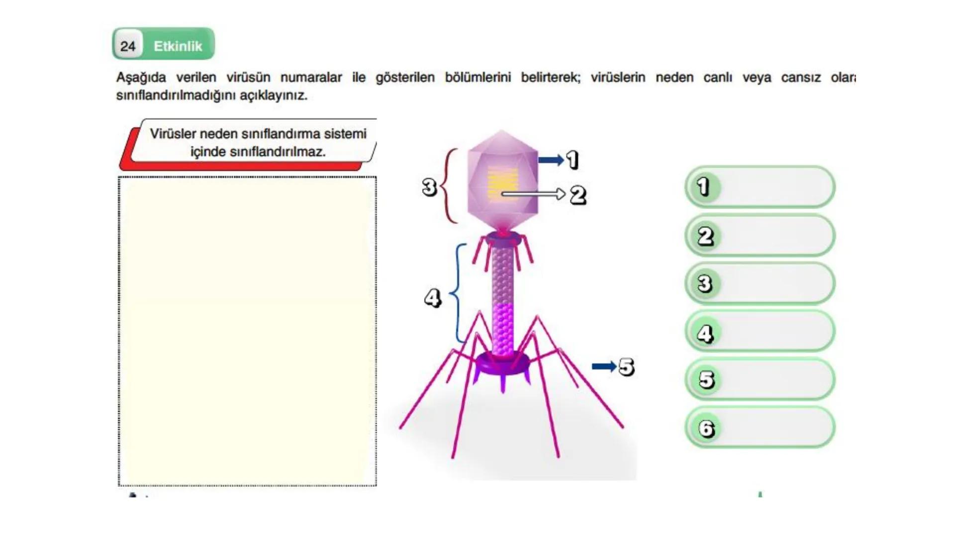 # VİRÜSLER # VIRÜSLER
+
* Latince "zehir" anlamına gelen virüslerin
canlı mı cansız mı olduğu tartışma
konusudur.
* Virüsler