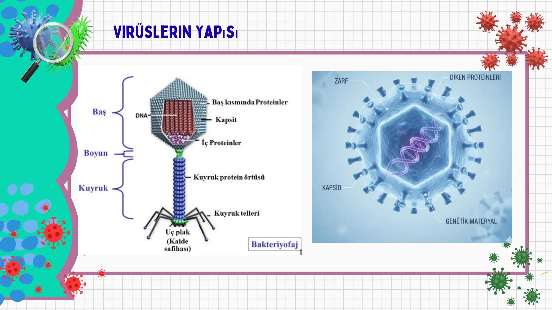 # VİRÜSLER # VIRÜSLER
+
* Latince "zehir" anlamına gelen virüslerin
canlı mı cansız mı olduğu tartışma
konusudur.
* Virüsler
