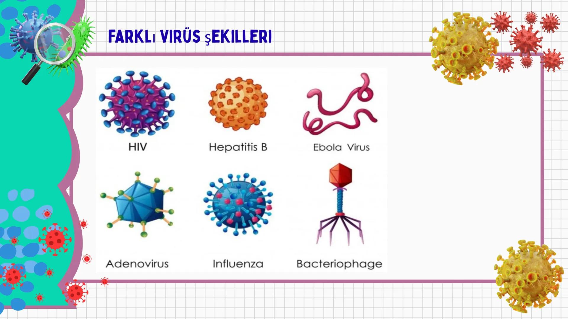 # VİRÜSLER # VIRÜSLER
+
* Latince "zehir" anlamına gelen virüslerin
canlı mı cansız mı olduğu tartışma
konusudur.
* Virüsler