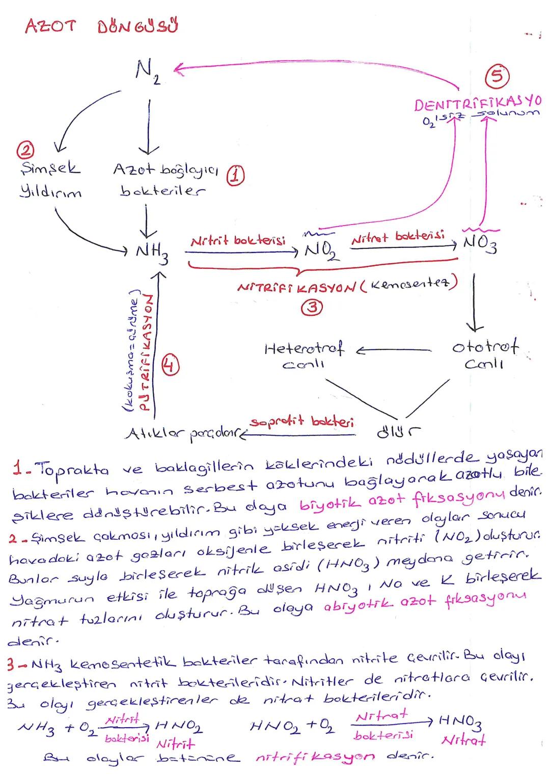 AZOT DÖNGUSU
N,
2
5
DENTTRIFIKAS YO
Olsi Solunum
②
Simsek
Yıldırım
Azot boğlayıcı
bakteriler
Nitrit bokterisi
Nitret bakterisi
NH
3
NO₂