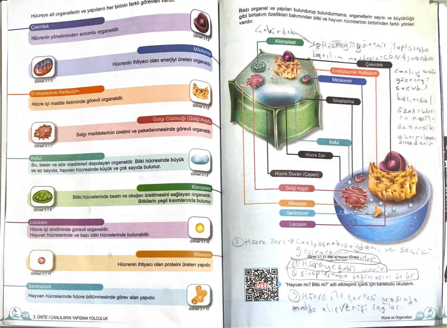Hücreye ait organellerin ve yapıların her birinin farklı göreviell
Çekirdek
Hücrenin yönetiminden sorumlu organeldir.
Görsel 3.1.4
Mitoko
