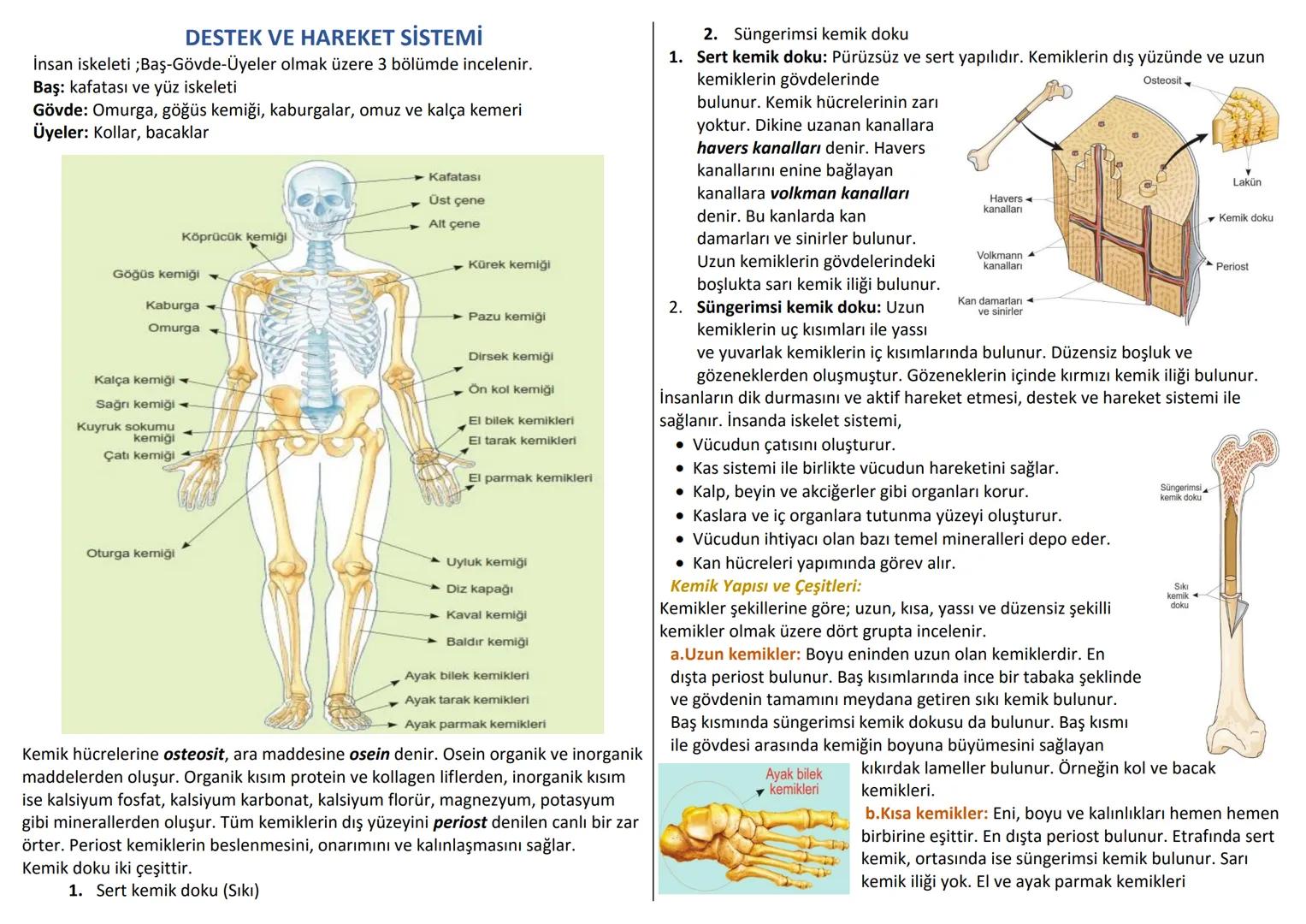 # DESTEK VE HAREKET SİSTEMİ
İnsan iskeleti ; Baş-Gövde-Üyeler olmak üzere 3 bölümde incelenir.
Baş: kafatası ve yüz iskeleti
Gövde: Omurga,
