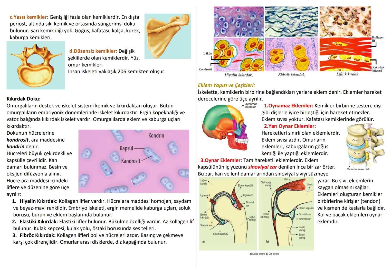 # DESTEK VE HAREKET SİSTEMİ
İnsan iskeleti ; Baş-Gövde-Üyeler olmak üzere 3 bölümde incelenir.
Baş: kafatası ve yüz iskeleti
Gövde: Omurga,