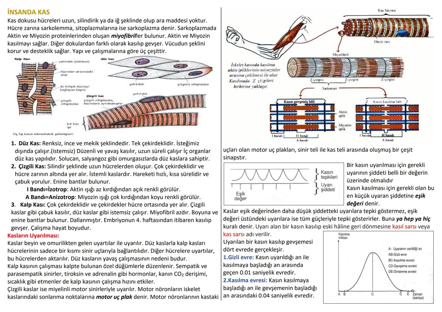 # DESTEK VE HAREKET SİSTEMİ
İnsan iskeleti ; Baş-Gövde-Üyeler olmak üzere 3 bölümde incelenir.
Baş: kafatası ve yüz iskeleti
Gövde: Omurga,