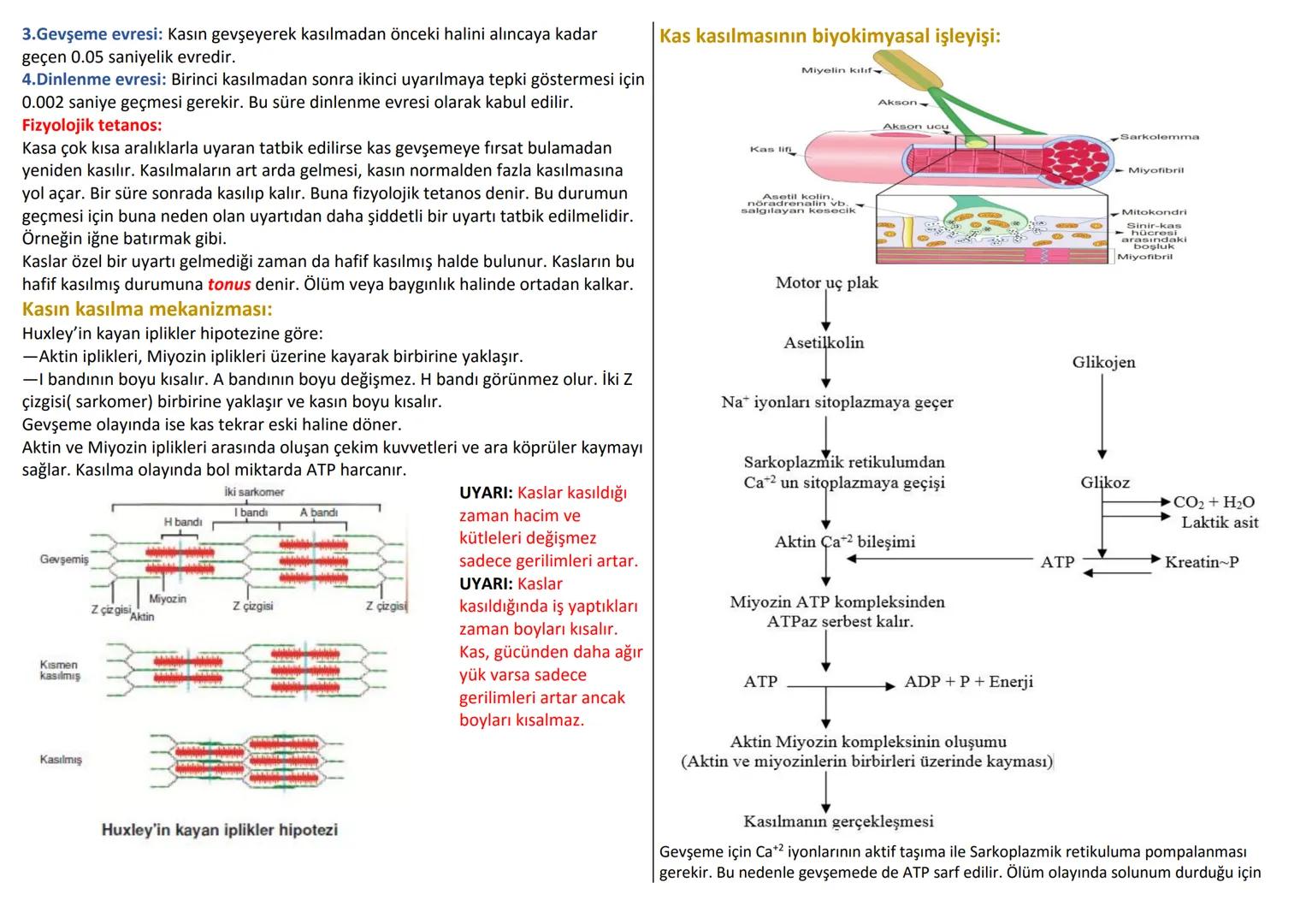 # DESTEK VE HAREKET SİSTEMİ
İnsan iskeleti ; Baş-Gövde-Üyeler olmak üzere 3 bölümde incelenir.
Baş: kafatası ve yüz iskeleti
Gövde: Omurga,