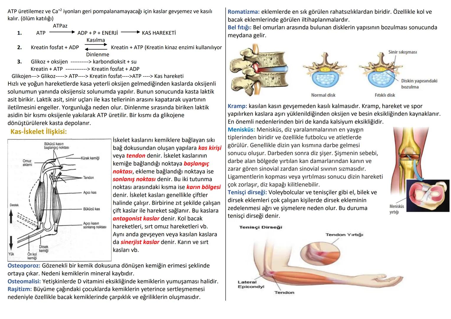 # DESTEK VE HAREKET SİSTEMİ
İnsan iskeleti ; Baş-Gövde-Üyeler olmak üzere 3 bölümde incelenir.
Baş: kafatası ve yüz iskeleti
Gövde: Omurga,