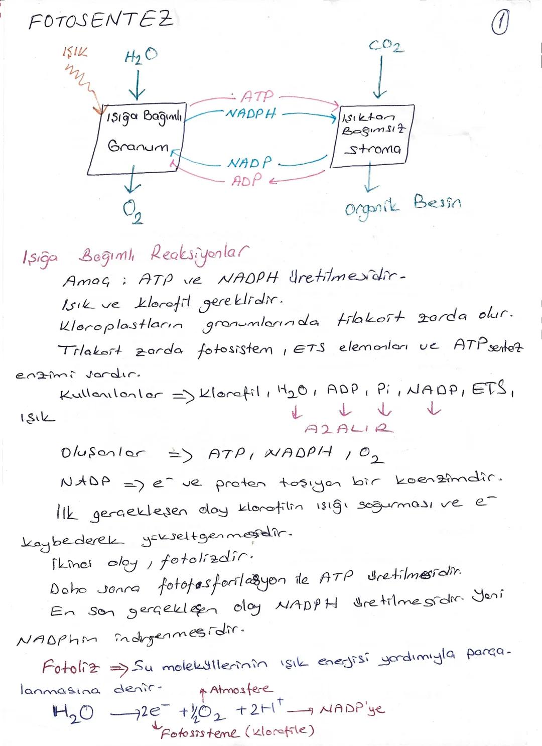 FOTOSENTEZ
ISIK
H2O
CO2
Işığa Bağımlı
ATP
NADPH
Işıktan
Bağımsız
Granum
Stroma
NADP
↓
ADP
02
Organik Besin
Işığa Bağımlı Reaksiyonlar
A