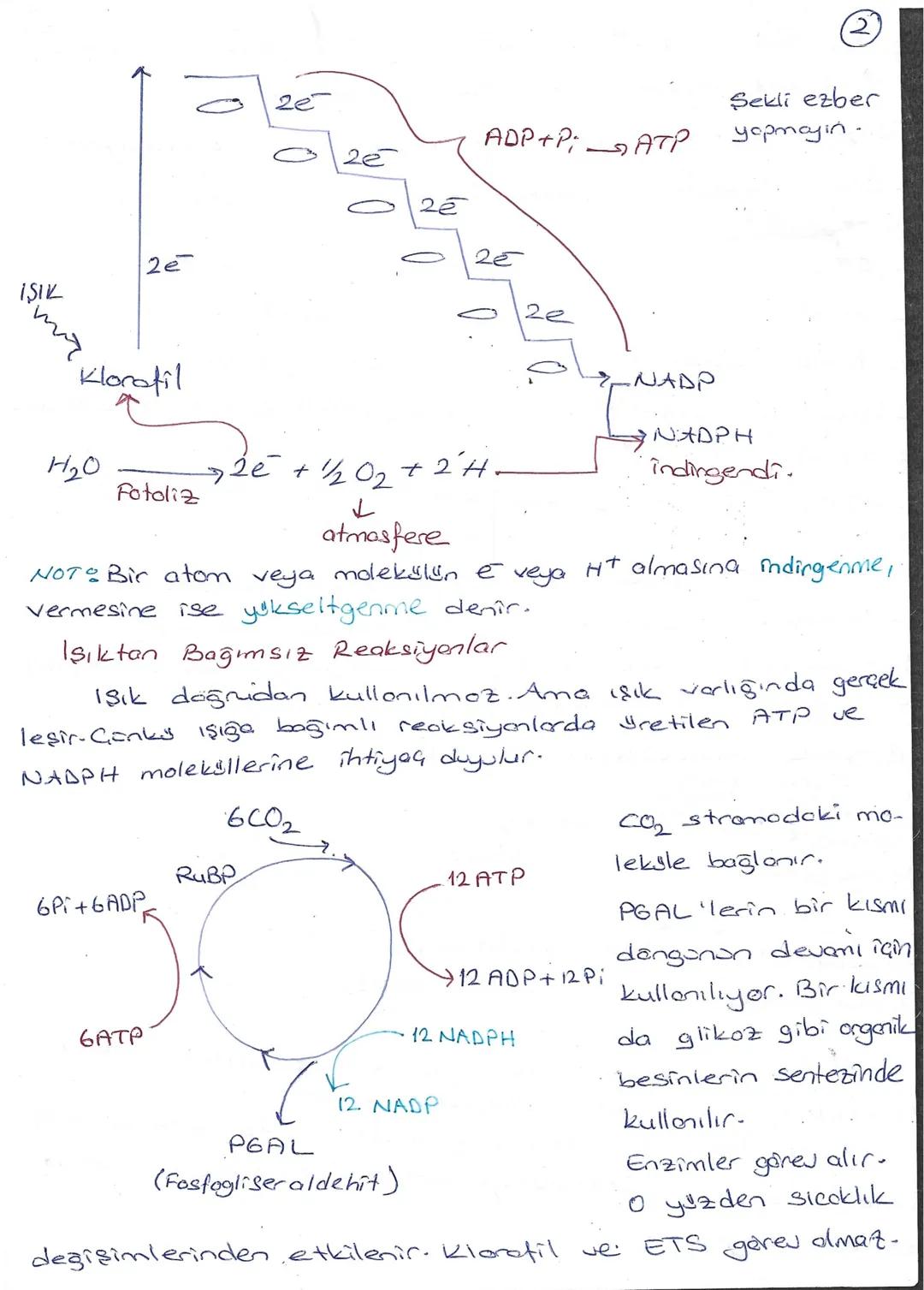 FOTOSENTEZ
ISIK
H2O
CO2
Işığa Bağımlı
ATP
NADPH
Işıktan
Bağımsız
Granum
Stroma
NADP
↓
ADP
02
Organik Besin
Işığa Bağımlı Reaksiyonlar
A