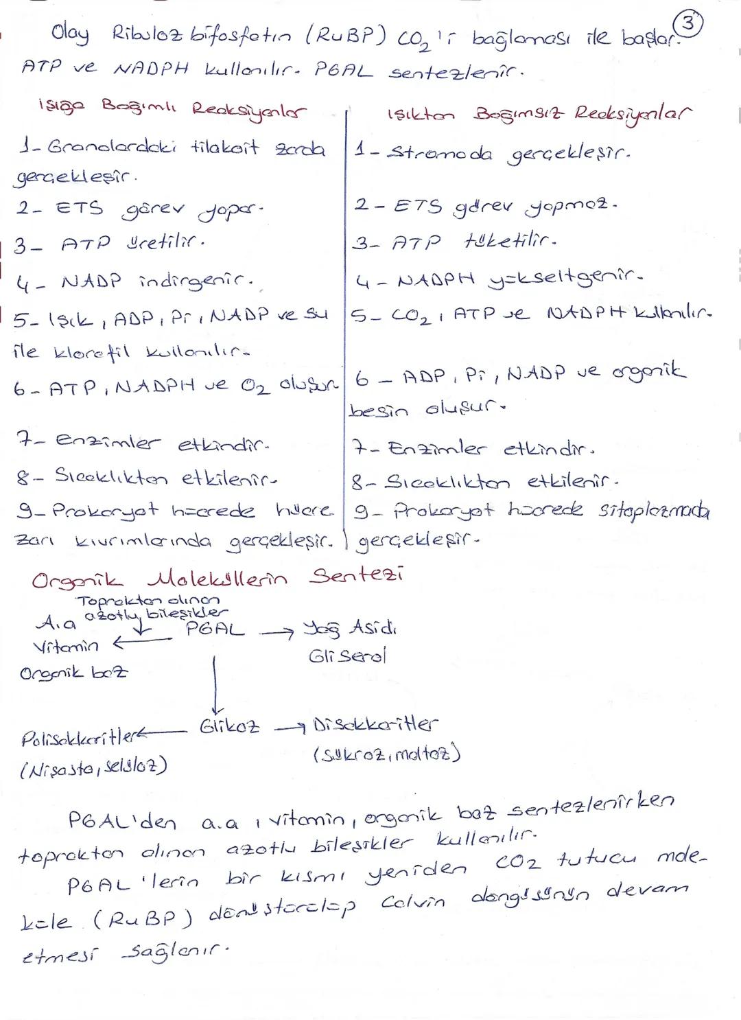 FOTOSENTEZ
ISIK
H2O
CO2
Işığa Bağımlı
ATP
NADPH
Işıktan
Bağımsız
Granum
Stroma
NADP
↓
ADP
02
Organik Besin
Işığa Bağımlı Reaksiyonlar
A