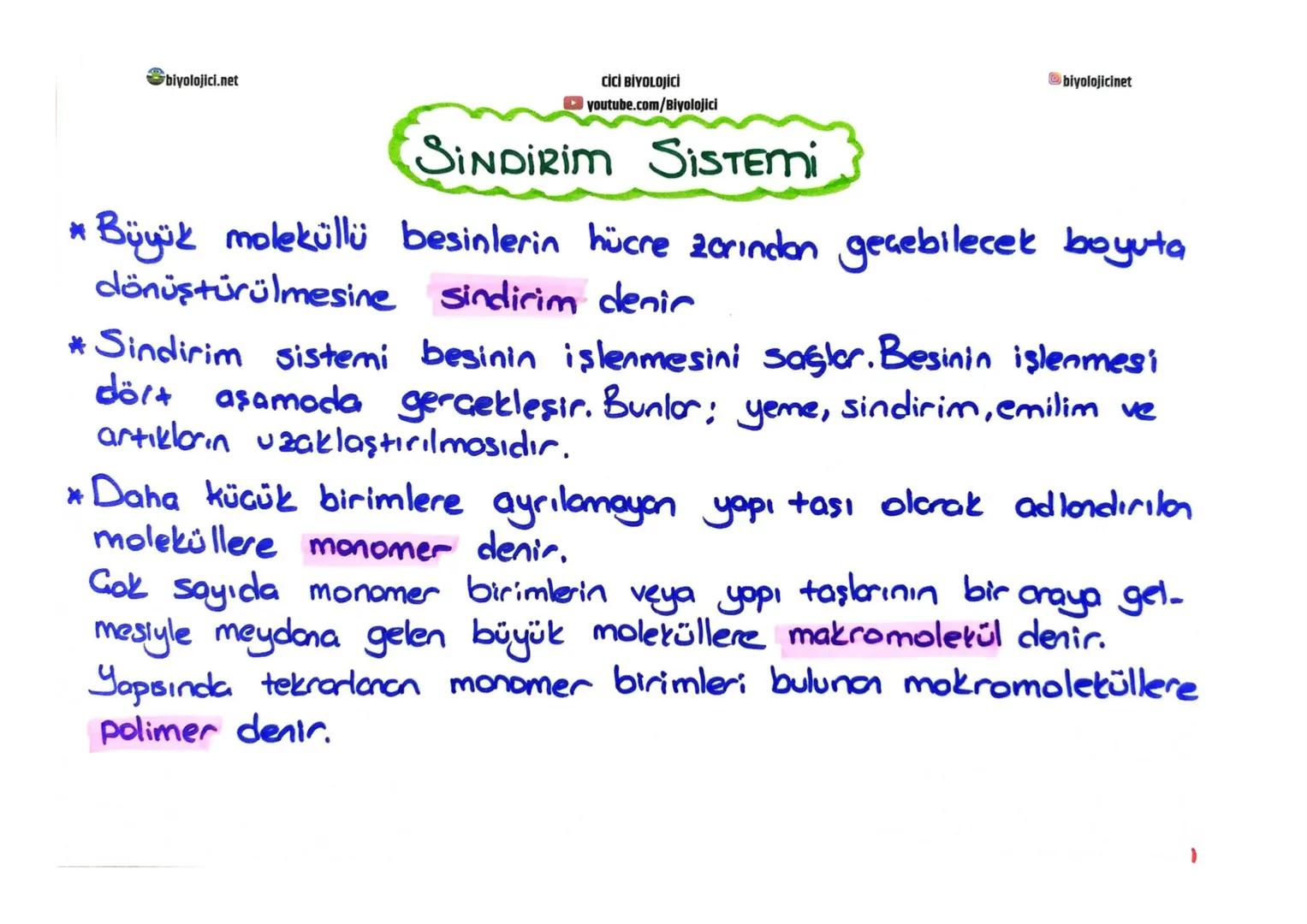 biyolojici.net
CİCİ BİYOLOJİCİ
youtube.com/Biyolojici
# SINDİRİM SİSTEMİ
biyolojicinet
* Büyük moleküllü besinlerin hücre zarından geç