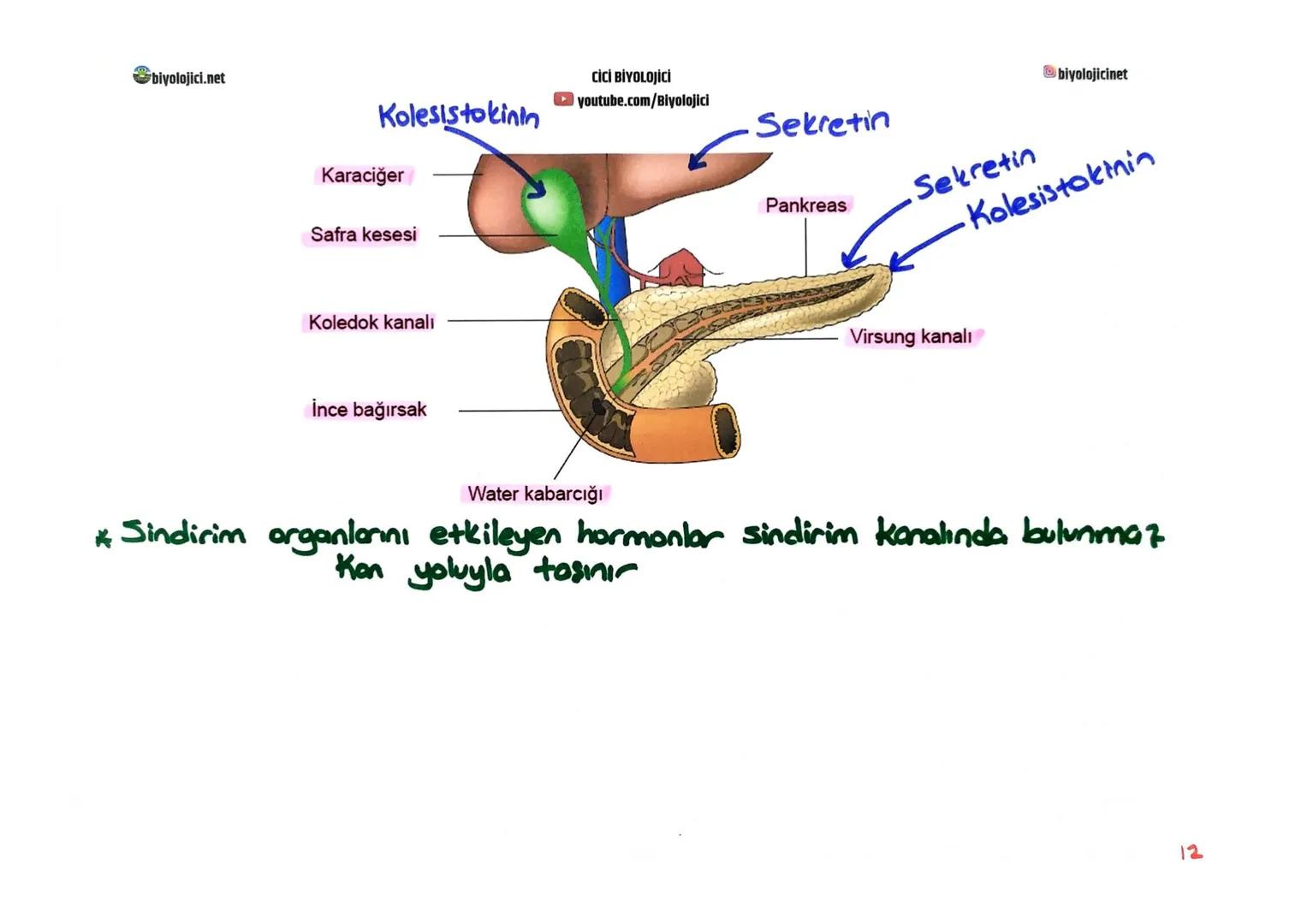 biyolojici.net
CİCİ BİYOLOJİCİ
youtube.com/Biyolojici
# SINDİRİM SİSTEMİ
biyolojicinet
* Büyük moleküllü besinlerin hücre zarından geç