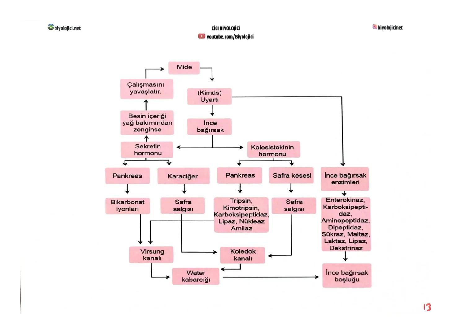 biyolojici.net
CİCİ BİYOLOJİCİ
youtube.com/Biyolojici
# SINDİRİM SİSTEMİ
biyolojicinet
* Büyük moleküllü besinlerin hücre zarından geç