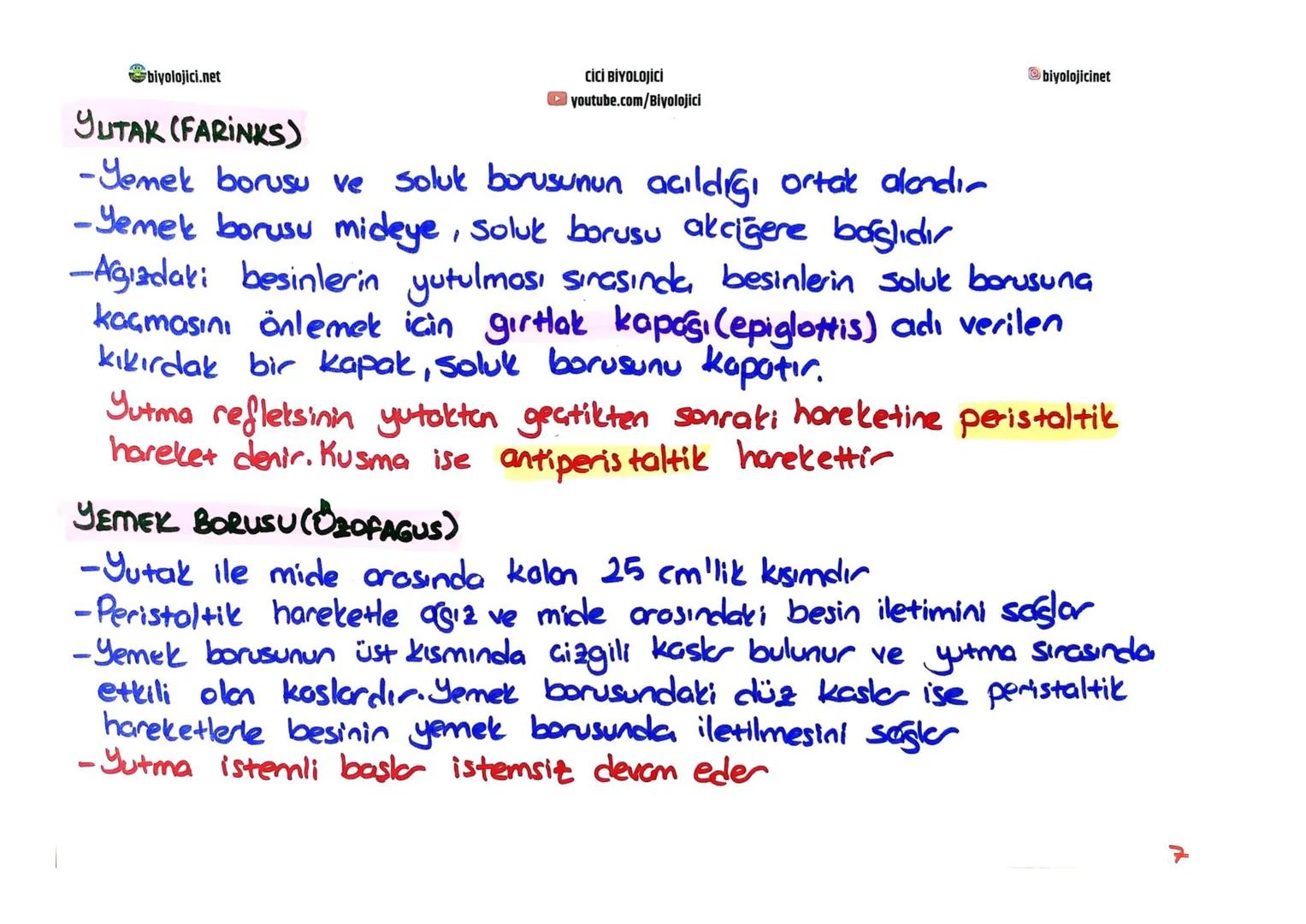 biyolojici.net
CİCİ BİYOLOJİCİ
youtube.com/Biyolojici
# SINDİRİM SİSTEMİ
biyolojicinet
* Büyük moleküllü besinlerin hücre zarından geç