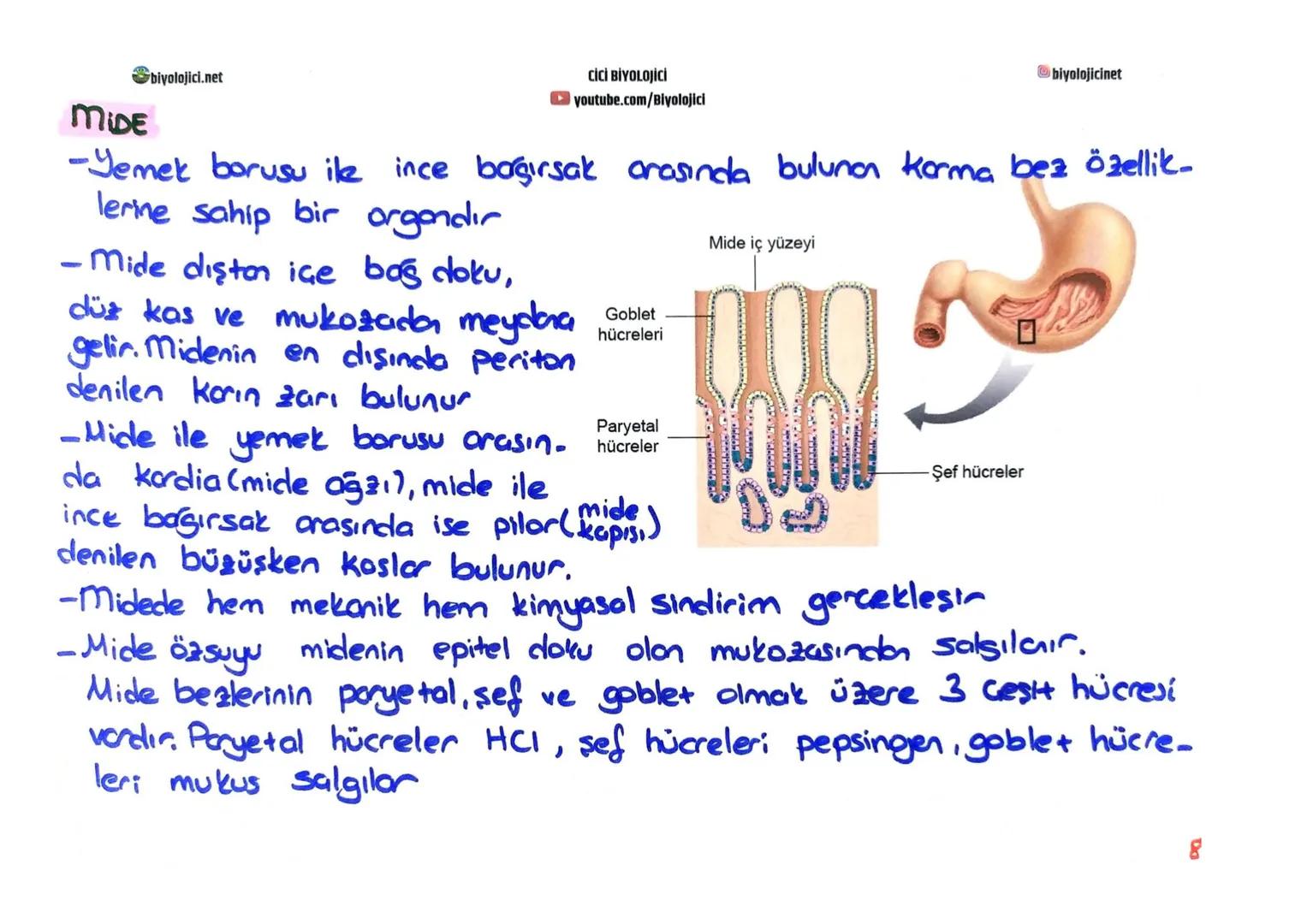 biyolojici.net
CİCİ BİYOLOJİCİ
youtube.com/Biyolojici
# SINDİRİM SİSTEMİ
biyolojicinet
* Büyük moleküllü besinlerin hücre zarından geç