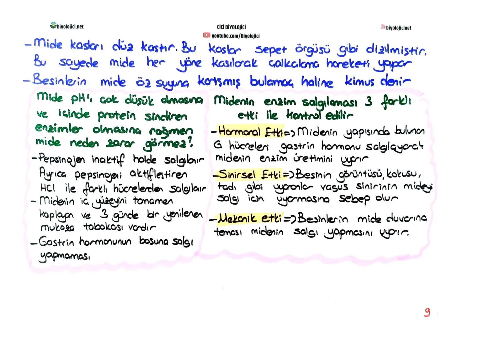 biyolojici.net
CİCİ BİYOLOJİCİ
youtube.com/Biyolojici
# SINDİRİM SİSTEMİ
biyolojicinet
* Büyük moleküllü besinlerin hücre zarından geç
