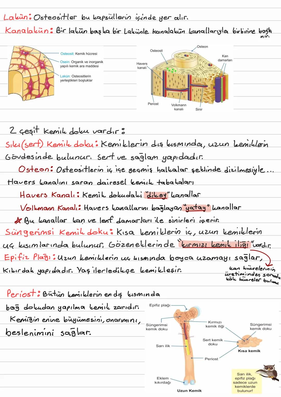 # Destek ve Hareket Sistemi
- İç organların korunması
- Vücudun desteklenmesi
-Kaslara tutunma yüzeyinin sağlanması
Üç kısımda incelenir: