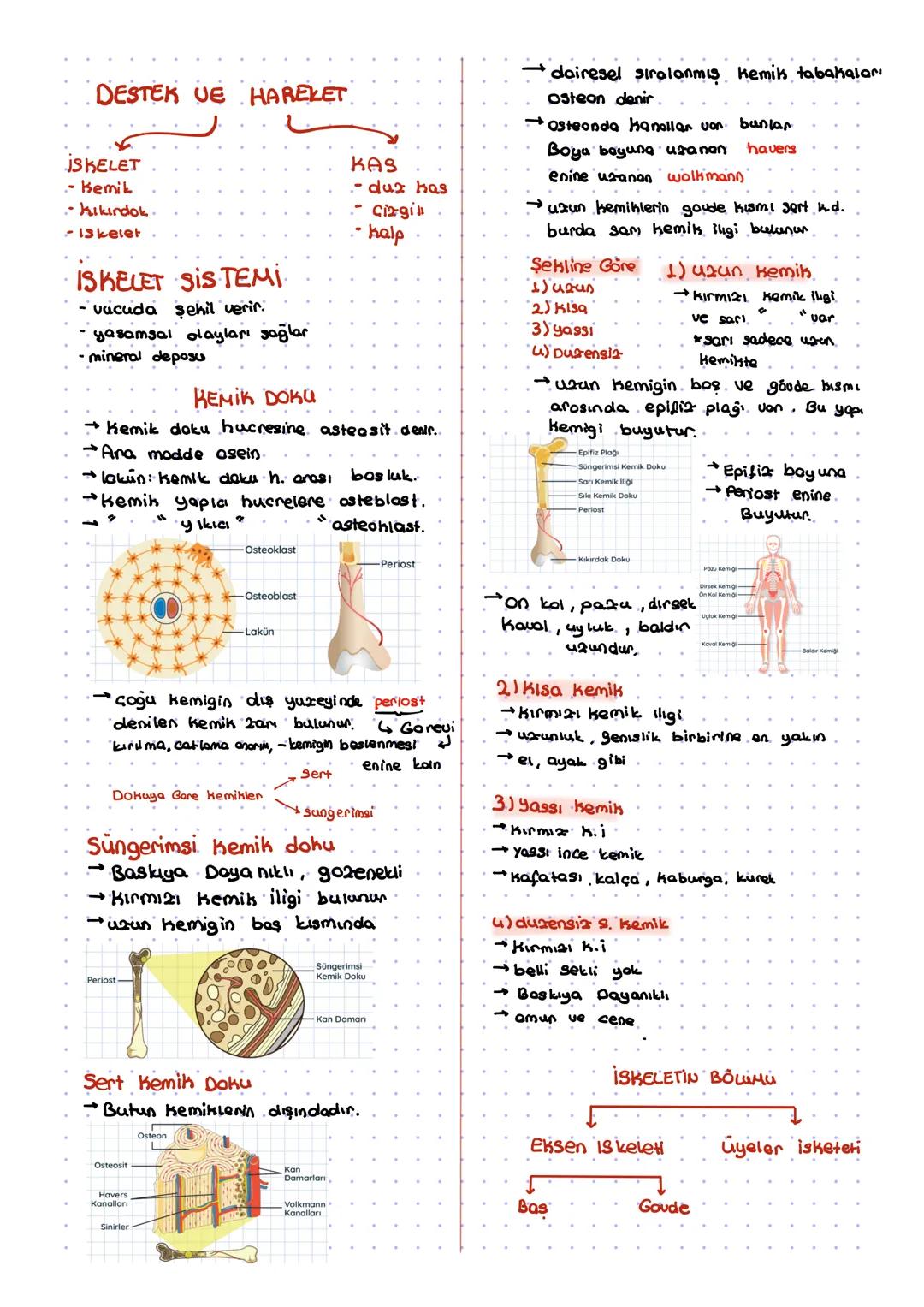 DESTEK VE HAREKET
ISKELET
- Kemik
Kikindok.
iskelet
ISKELET SISTEMI
vacuda şehil verir.
yasamsal olayları sağlar
- mineral depos
KEMIK DO
