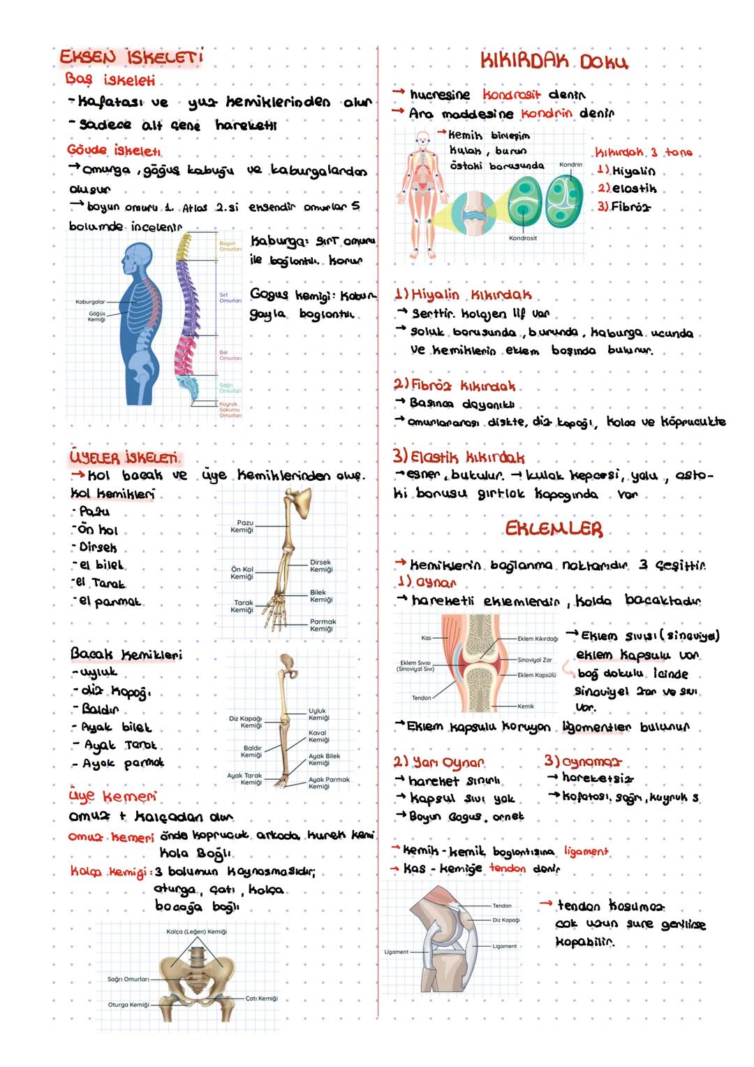DESTEK VE HAREKET
ISKELET
- Kemik
Kikindok.
iskelet
ISKELET SISTEMI
vacuda şehil verir.
yasamsal olayları sağlar
- mineral depos
KEMIK DO