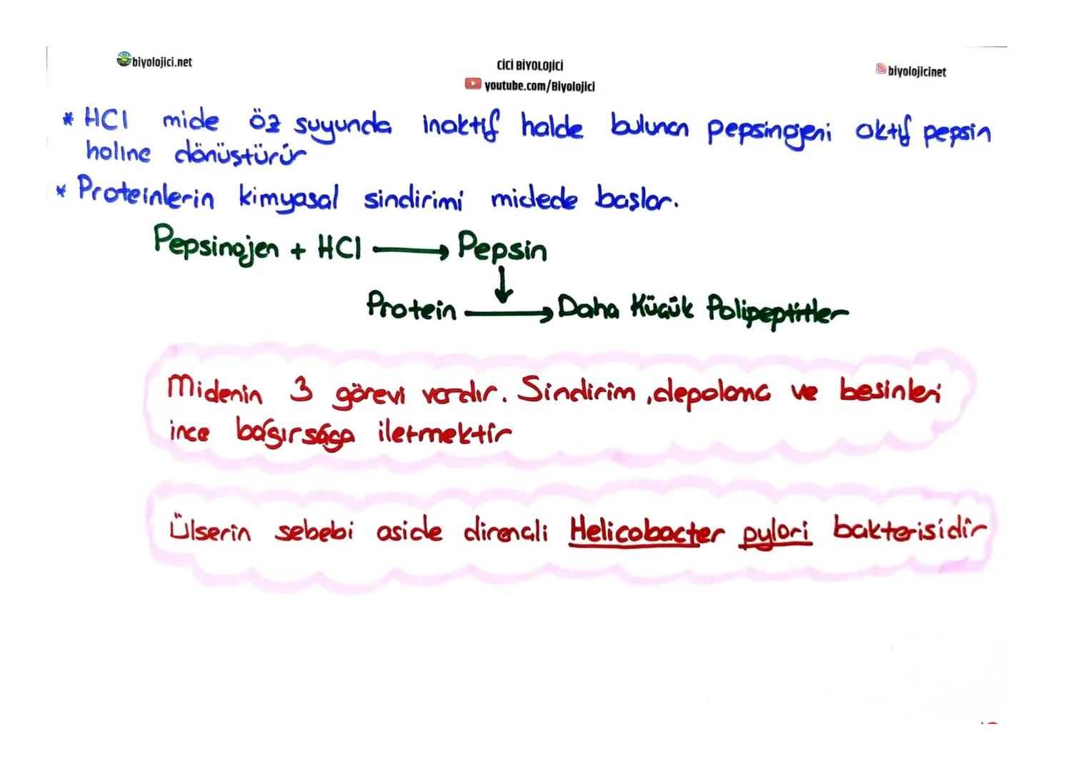 biyolojici.net
CİCİ BİYOLOJİCİ
youtube.com/Biyolojici
# SINDİRİM SİSTEMİ
biyolojicinet
* Büyük moleküllü besinlerin hücre zarından geç