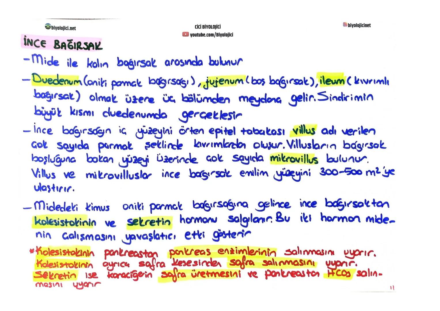 biyolojici.net
CİCİ BİYOLOJİCİ
youtube.com/Biyolojici
# SINDİRİM SİSTEMİ
biyolojicinet
* Büyük moleküllü besinlerin hücre zarından geç