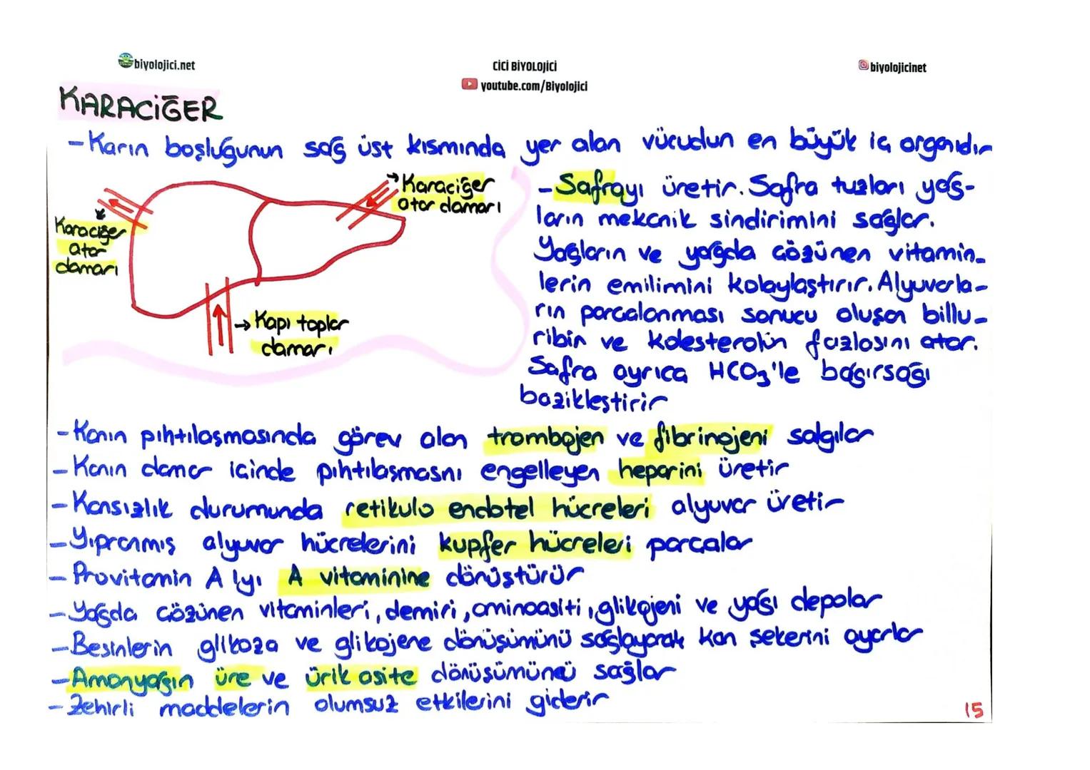 biyolojici.net
CİCİ BİYOLOJİCİ
youtube.com/Biyolojici
# SINDİRİM SİSTEMİ
biyolojicinet
* Büyük moleküllü besinlerin hücre zarından geç