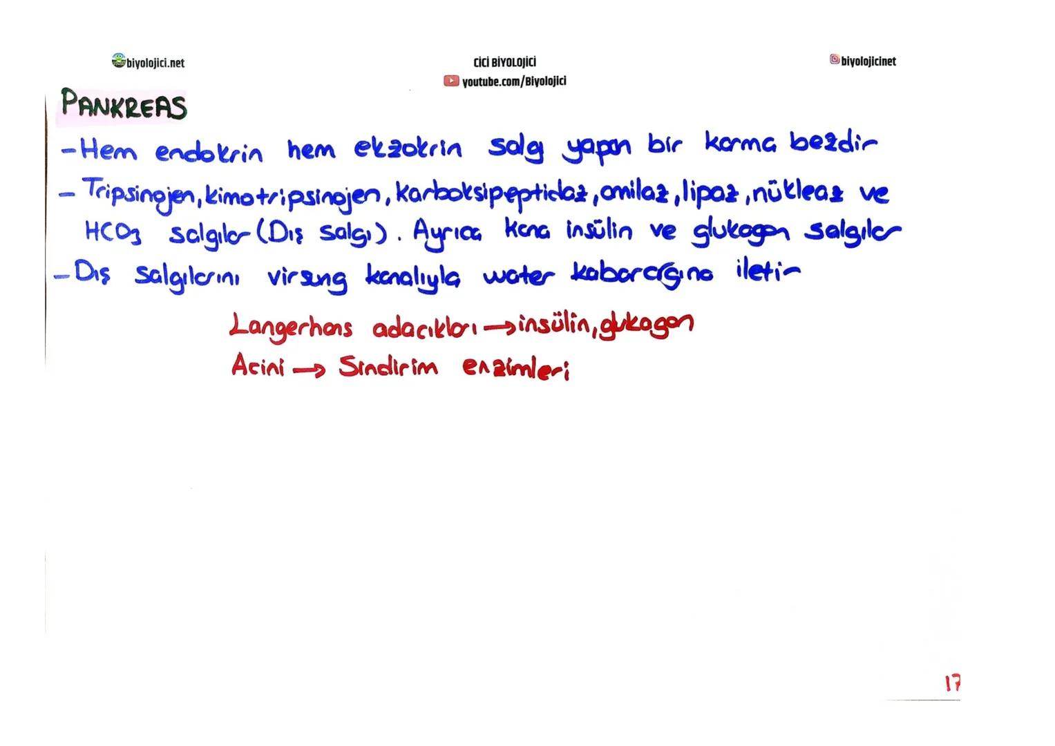 biyolojici.net
CİCİ BİYOLOJİCİ
youtube.com/Biyolojici
# SINDİRİM SİSTEMİ
biyolojicinet
* Büyük moleküllü besinlerin hücre zarından geç