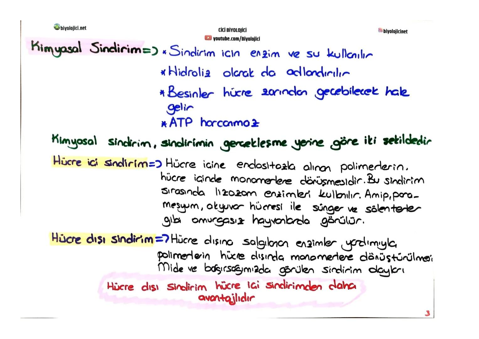 biyolojici.net
CİCİ BİYOLOJİCİ
youtube.com/Biyolojici
# SINDİRİM SİSTEMİ
biyolojicinet
* Büyük moleküllü besinlerin hücre zarından geç