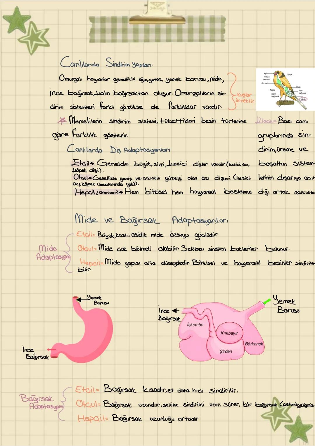 Kemasentez:
Inorganik maddelerin oksidasyonu
ile ışık kullanmadan madde üretil-
mesi.
Oksidasyon: Bir atom
Konular:
Kemosentez
Sindirim ceşi