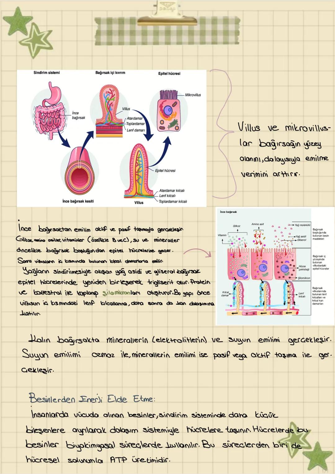 Kemasentez:
Inorganik maddelerin oksidasyonu
ile ışık kullanmadan madde üretil-
mesi.
Oksidasyon: Bir atom
Konular:
Kemosentez
Sindirim ceşi
