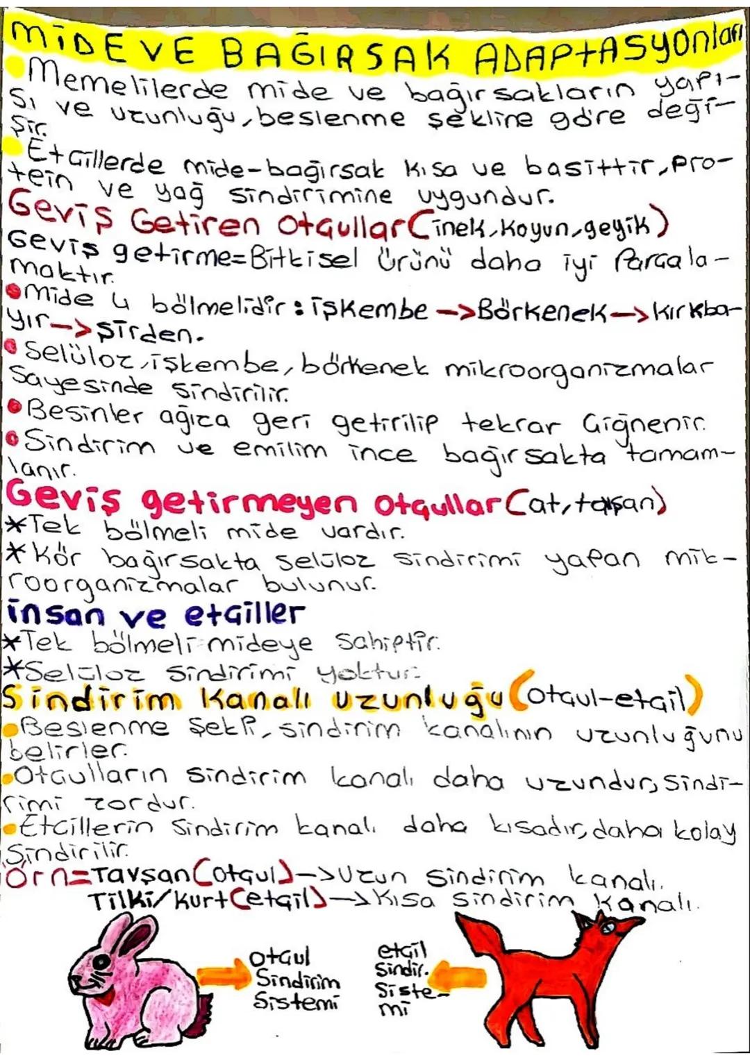 # BİYOLOJİ ÇALIŞMA KAĞIDI
KEMOSENTEZ
Bazı Canlıların ışık kullanmadan, inorganik madd-
elerin oksidas y onu ile açığa çıkan enerjiyi kull