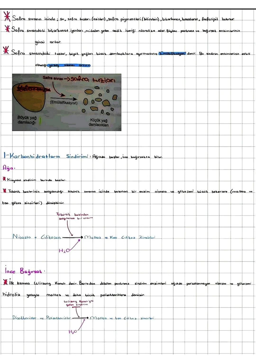 I-FOTOSENTER: Inorganik
maddelerden ışık enerjisi ve klorofil pigmenti yardımıylo
organik madde üretimine denir
*Fotosentez yaparak beslenen