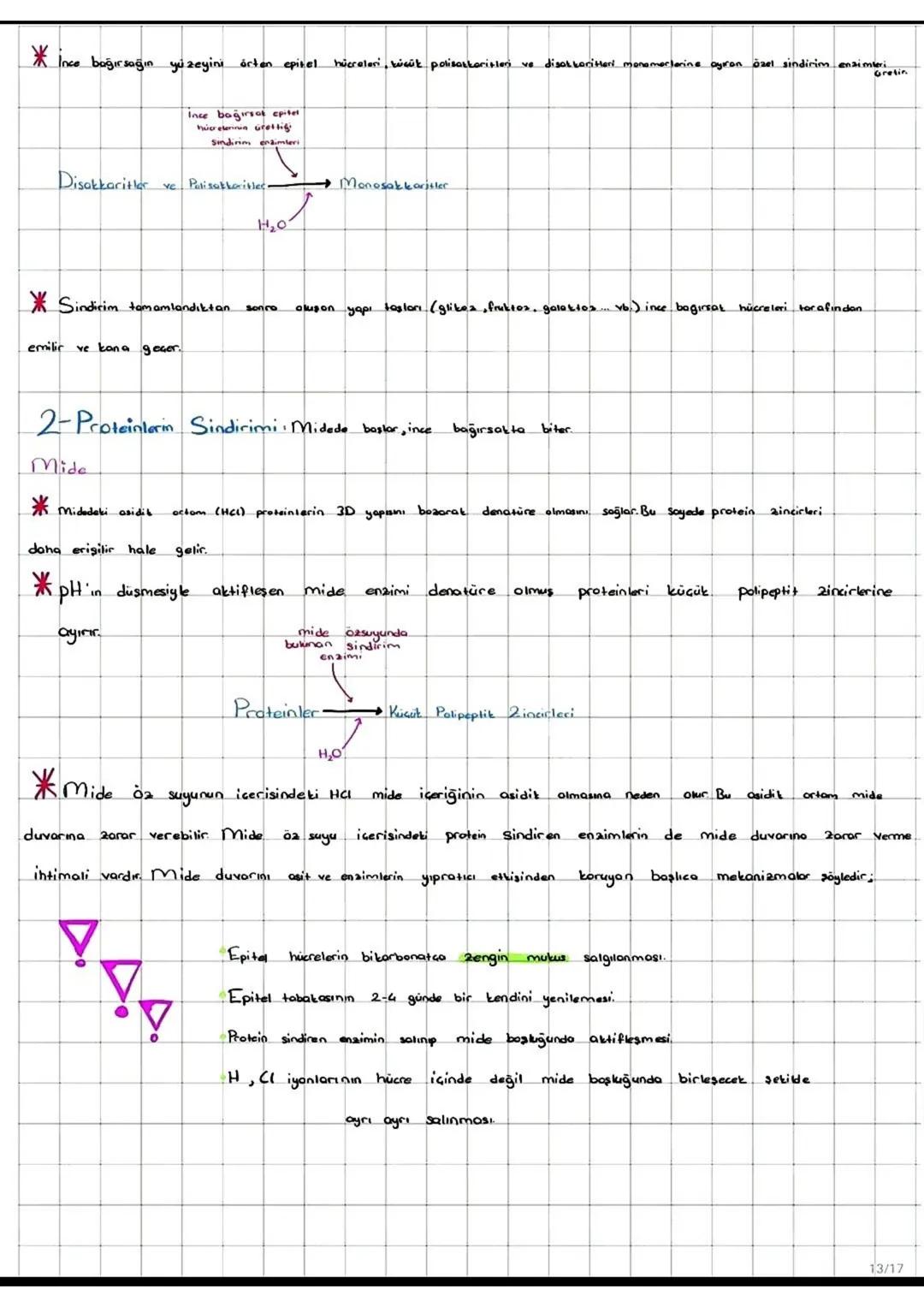 I-FOTOSENTER: Inorganik
maddelerden ışık enerjisi ve klorofil pigmenti yardımıylo
organik madde üretimine denir
*Fotosentez yaparak beslenen