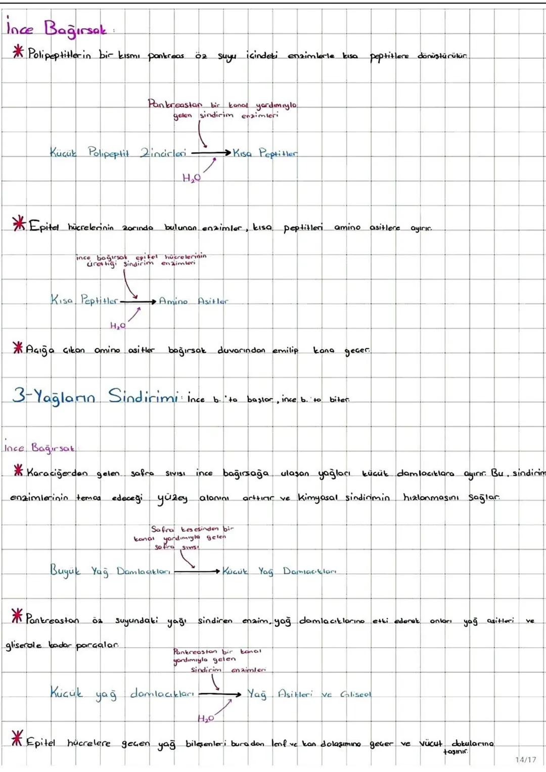 I-FOTOSENTER: Inorganik
maddelerden ışık enerjisi ve klorofil pigmenti yardımıylo
organik madde üretimine denir
*Fotosentez yaparak beslenen
