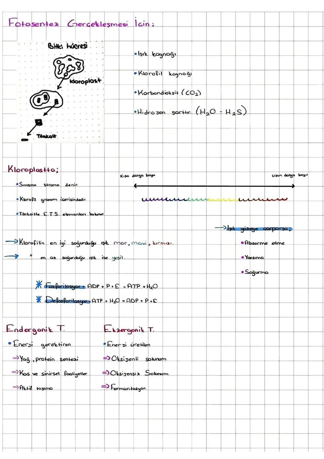 I-FOTOSENTER: Inorganik
maddelerden ışık enerjisi ve klorofil pigmenti yardımıylo
organik madde üretimine denir
*Fotosentez yaparak beslenen