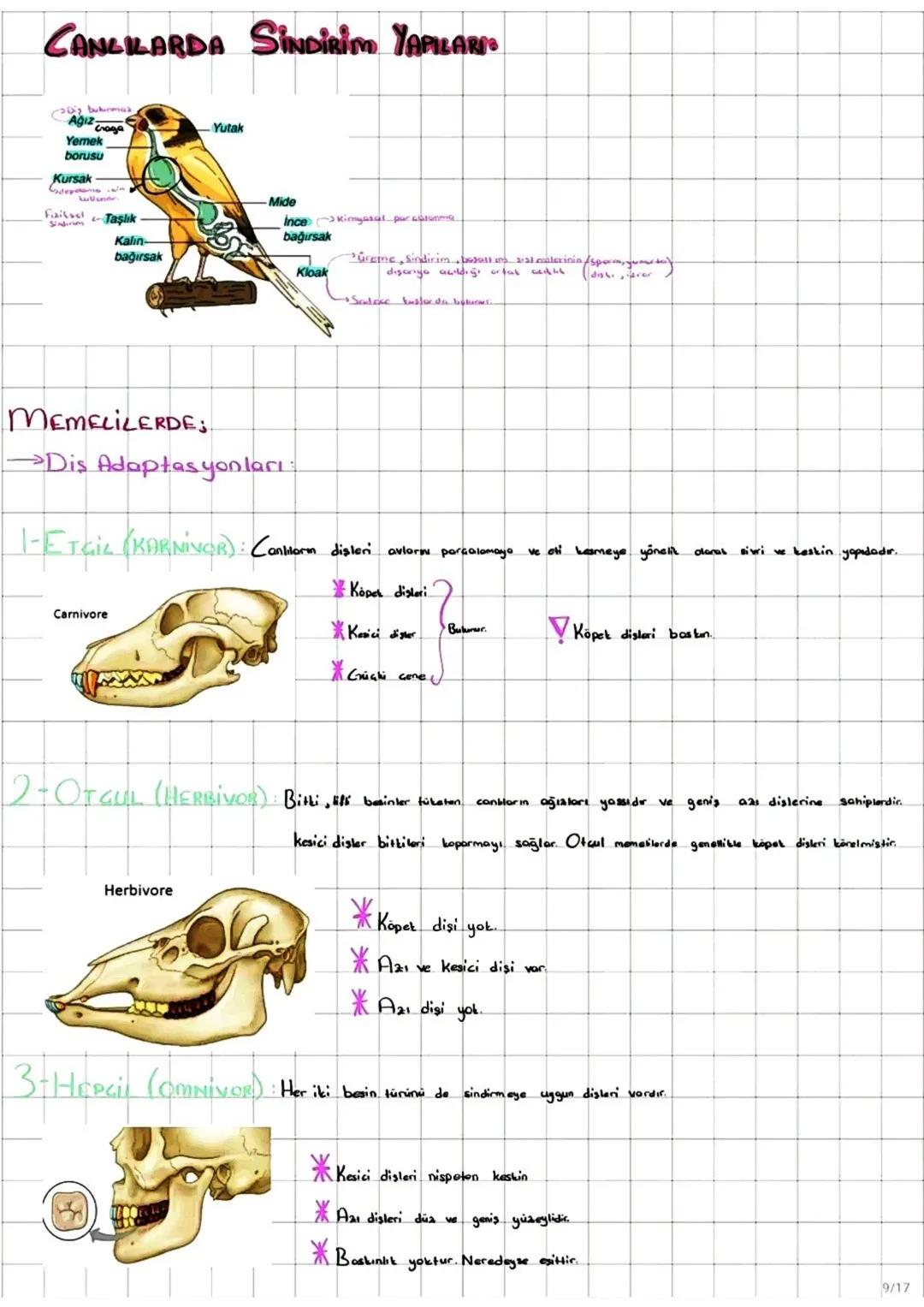 I-FOTOSENTER: Inorganik
maddelerden ışık enerjisi ve klorofil pigmenti yardımıylo
organik madde üretimine denir
*Fotosentez yaparak beslenen