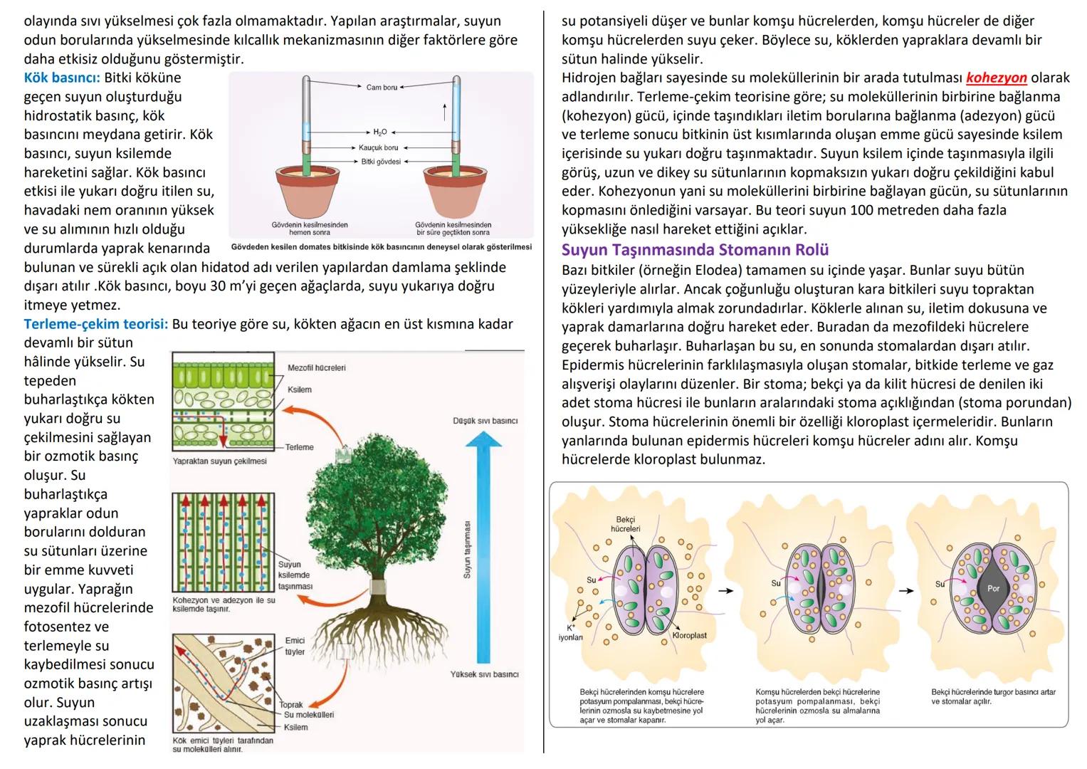 # BİTKİSEL DOKULAR
Organizmada belirli görevleri yapan özelleşmiş hücre topluluklarına doku denir.
Doku hücreleri birbirine bitişik halde y