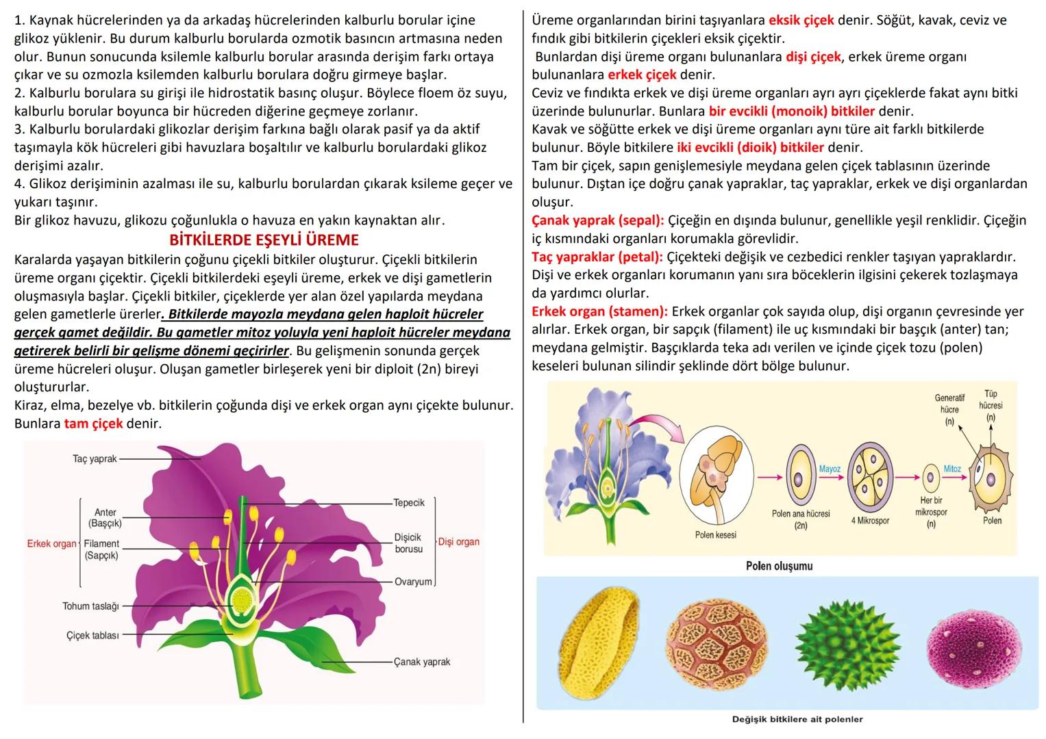 # BİTKİSEL DOKULAR
Organizmada belirli görevleri yapan özelleşmiş hücre topluluklarına doku denir.
Doku hücreleri birbirine bitişik halde y