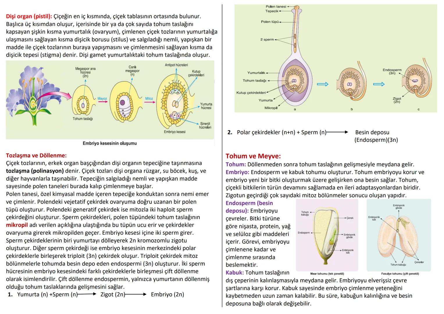 # BİTKİSEL DOKULAR
Organizmada belirli görevleri yapan özelleşmiş hücre topluluklarına doku denir.
Doku hücreleri birbirine bitişik halde y