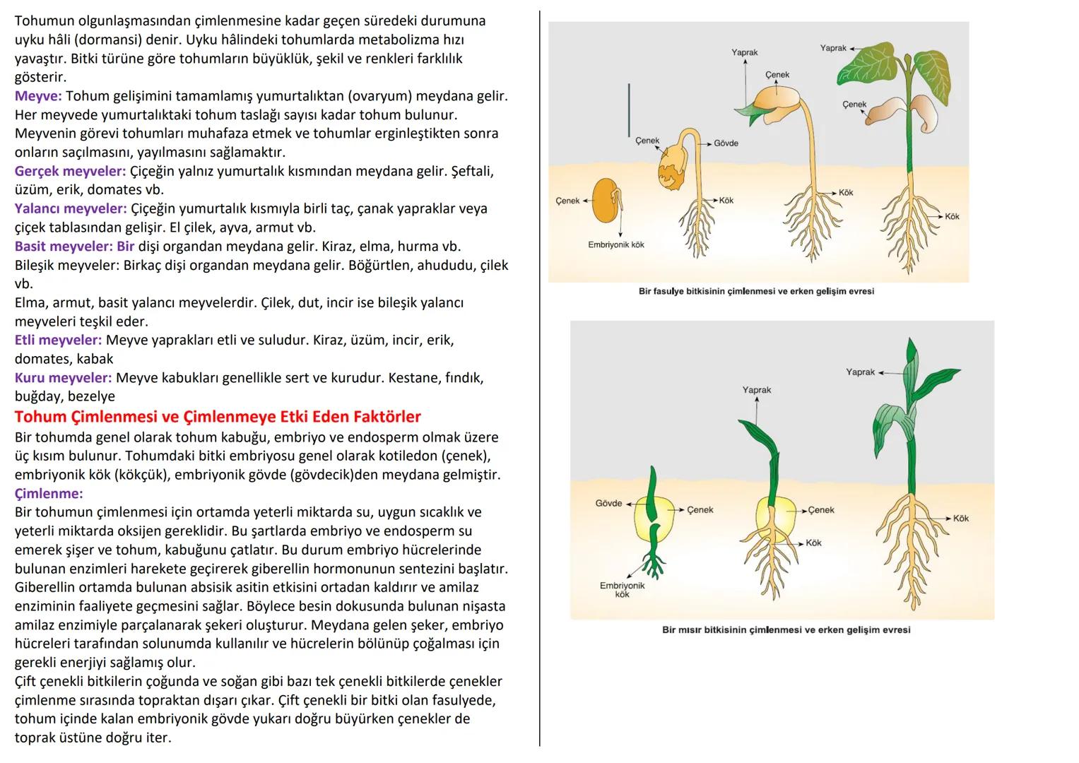 # BİTKİSEL DOKULAR
Organizmada belirli görevleri yapan özelleşmiş hücre topluluklarına doku denir.
Doku hücreleri birbirine bitişik halde y