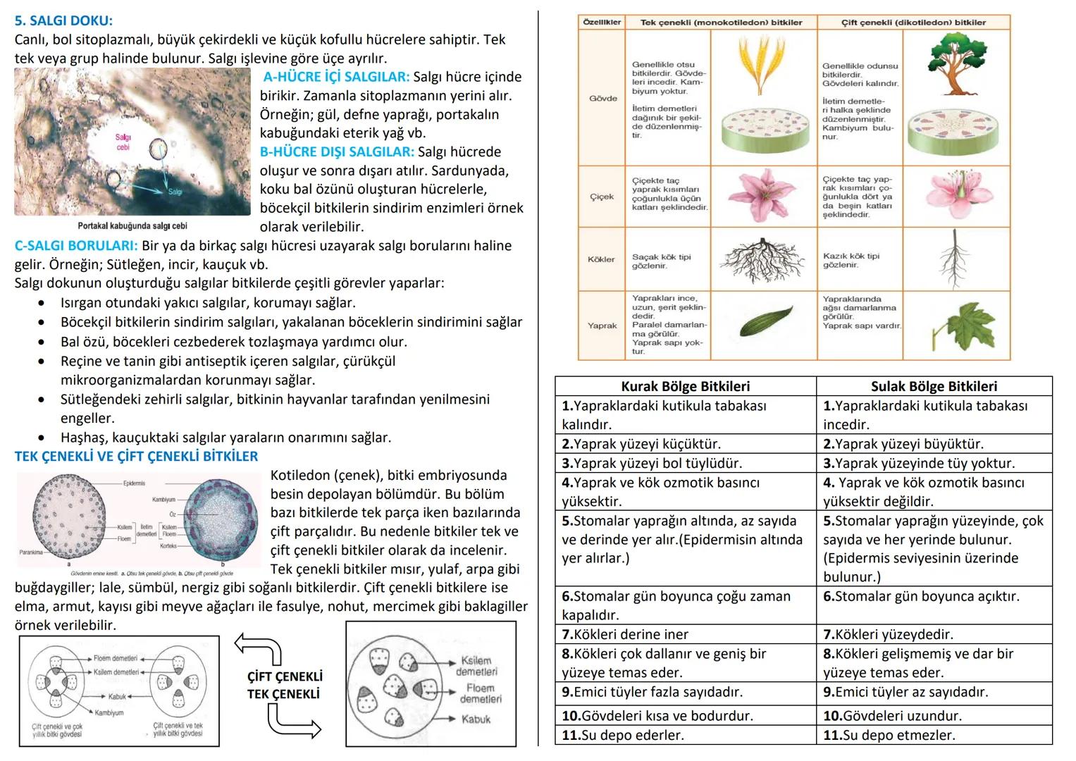 # BİTKİSEL DOKULAR
Organizmada belirli görevleri yapan özelleşmiş hücre topluluklarına doku denir.
Doku hücreleri birbirine bitişik halde y
