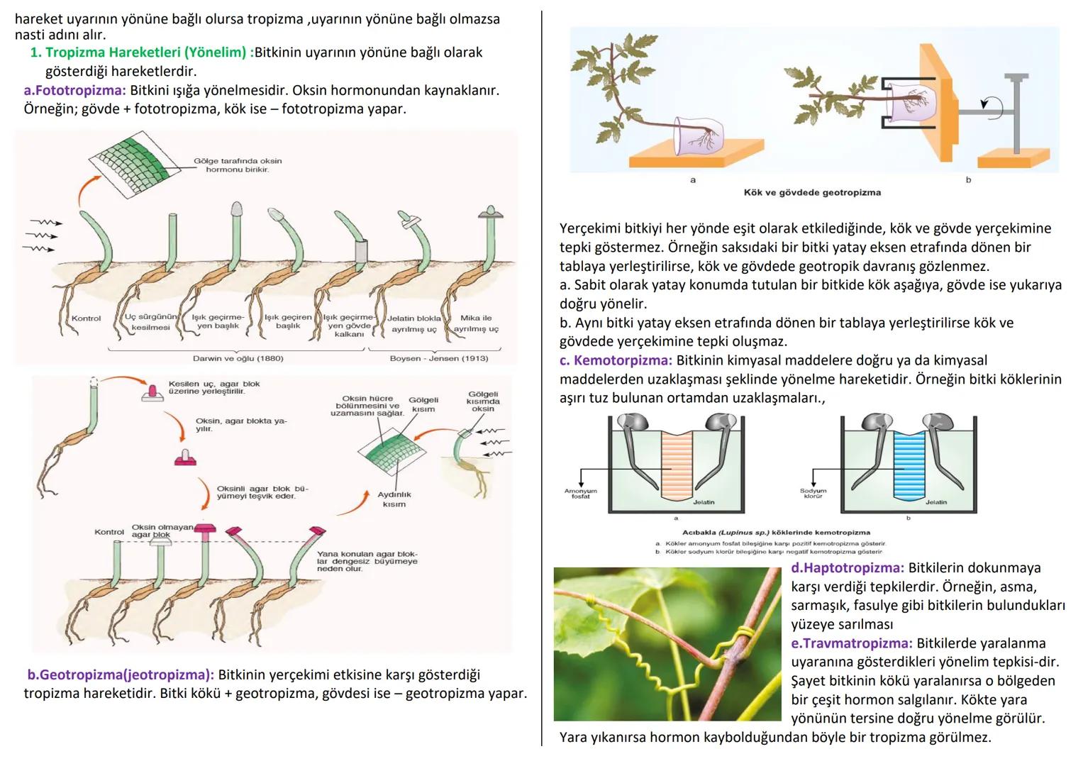 # BİTKİSEL DOKULAR
Organizmada belirli görevleri yapan özelleşmiş hücre topluluklarına doku denir.
Doku hücreleri birbirine bitişik halde y
