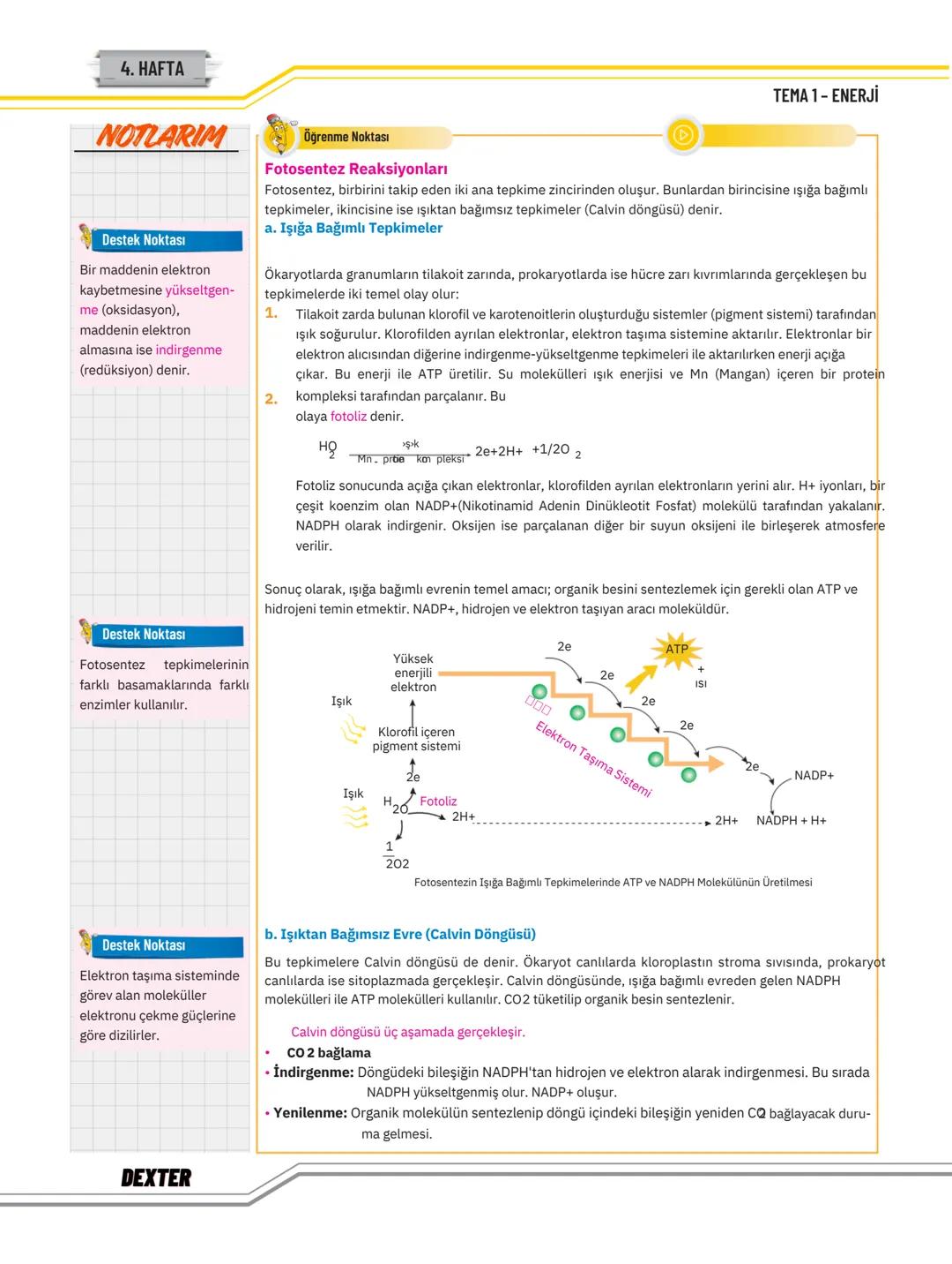 # TEMA 1
# ENERJİ
Bu Temada Neler Var?
* Canlıların Yaşamına Devam Edebilmesi İçin Enerjinin Gerekliliği
* Fotosentezde Kullanılan ve