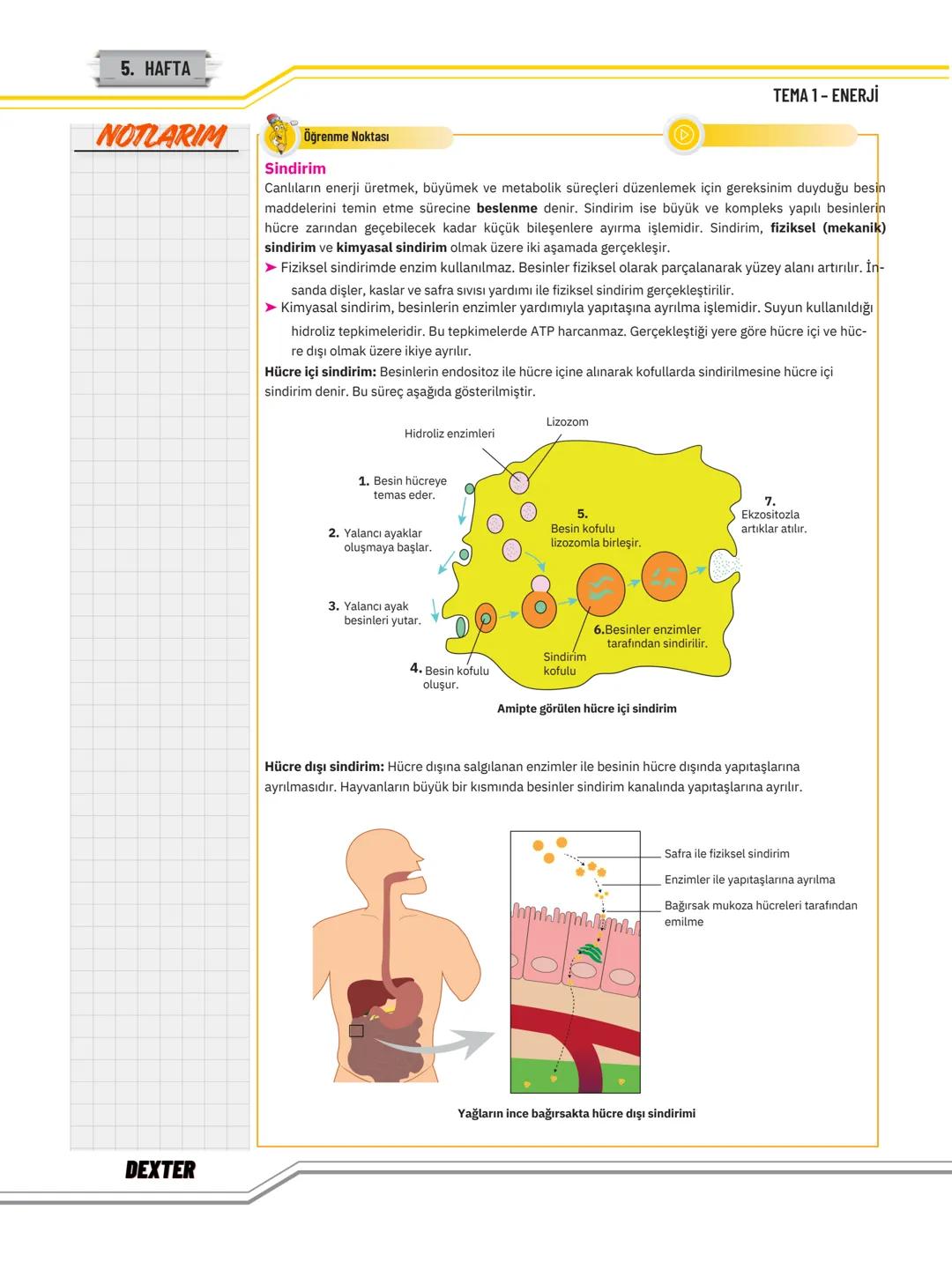 # TEMA 1
# ENERJİ
Bu Temada Neler Var?
* Canlıların Yaşamına Devam Edebilmesi İçin Enerjinin Gerekliliği
* Fotosentezde Kullanılan ve