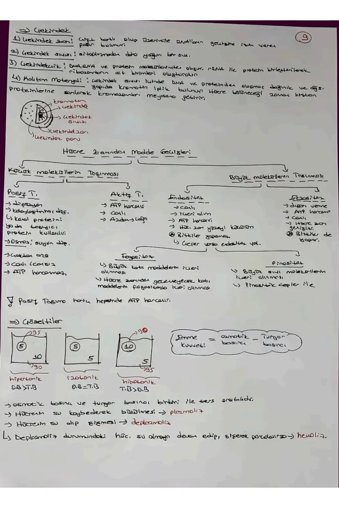 # TVT Biyoloji
Canlıların Ortak Öz.
1) Hucresel Yapı
→Prokenget
Y Skeryet
2) Organizasyon - Hajore-doku-organ-sister- organizma
3) Solun